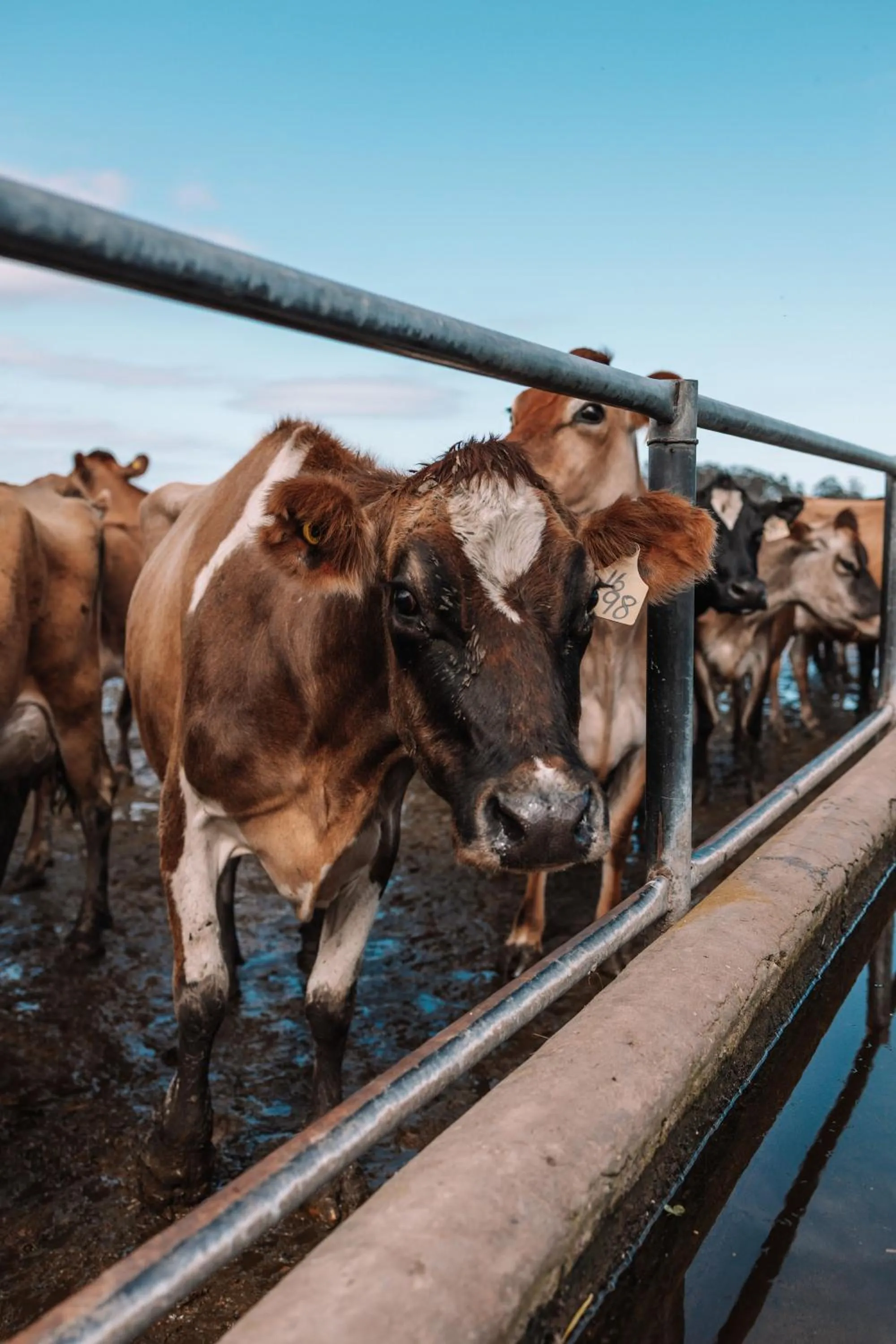 Animals in Oakhurst Farm Cottages