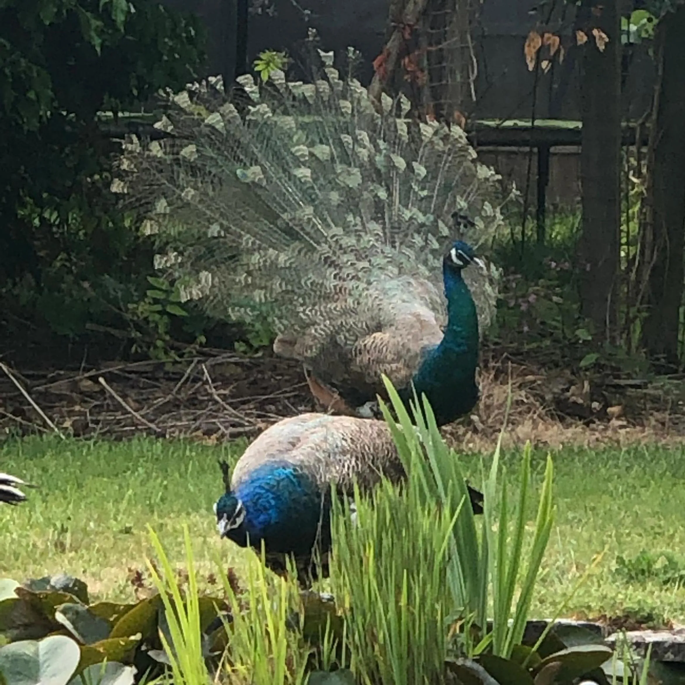 Animals in Luxurious Rural Cabin with Hot Tub