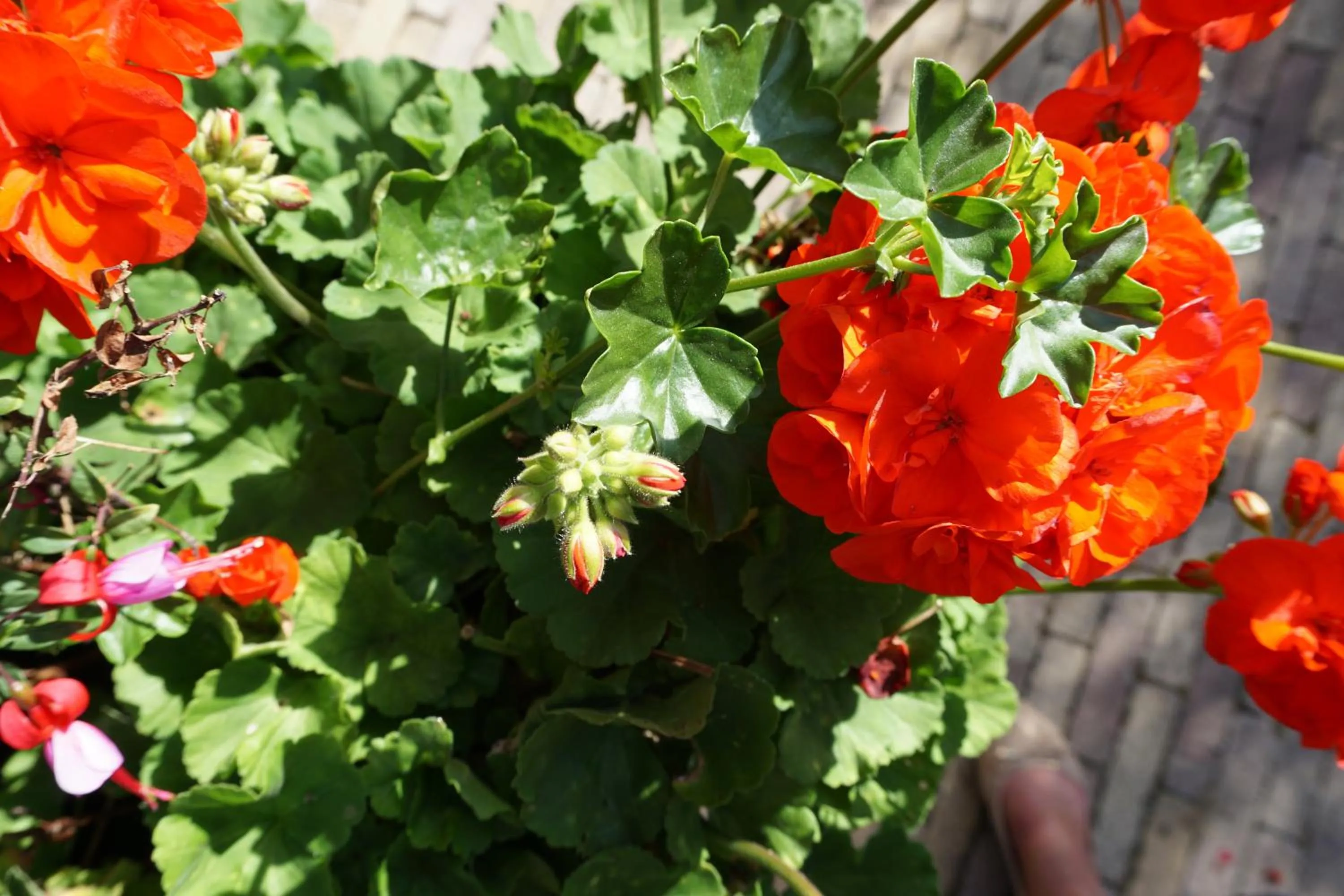 Garden in Hôtel Anaïade, The Originals City, Saint-Nazaire Pornichet
