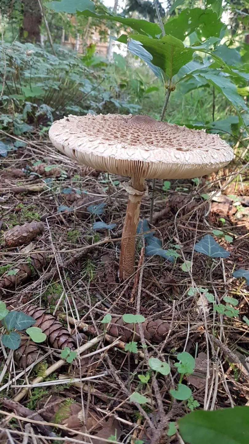 Garden view in Le Clos des Écureuils