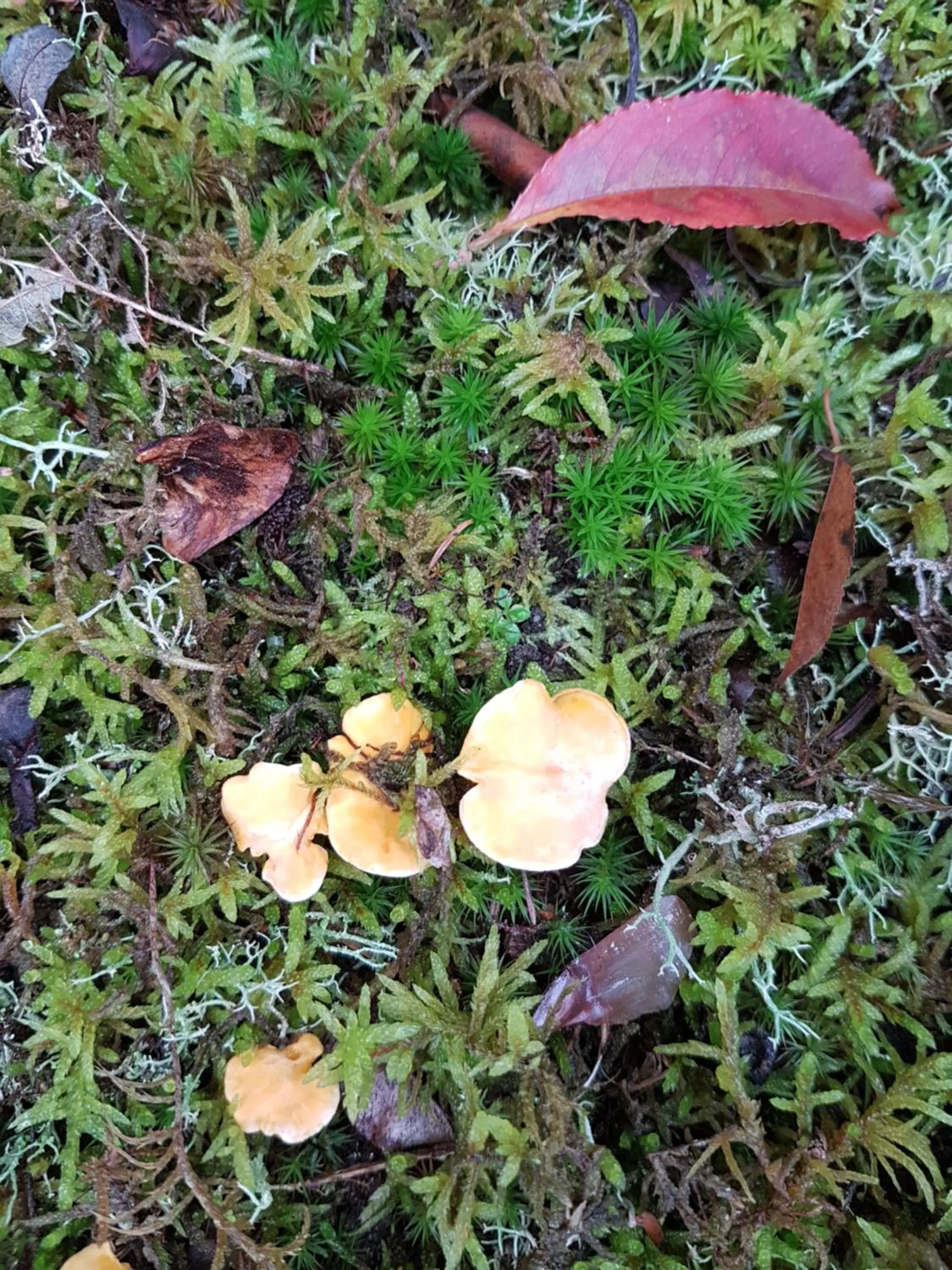 Garden in Le Clos des Écureuils