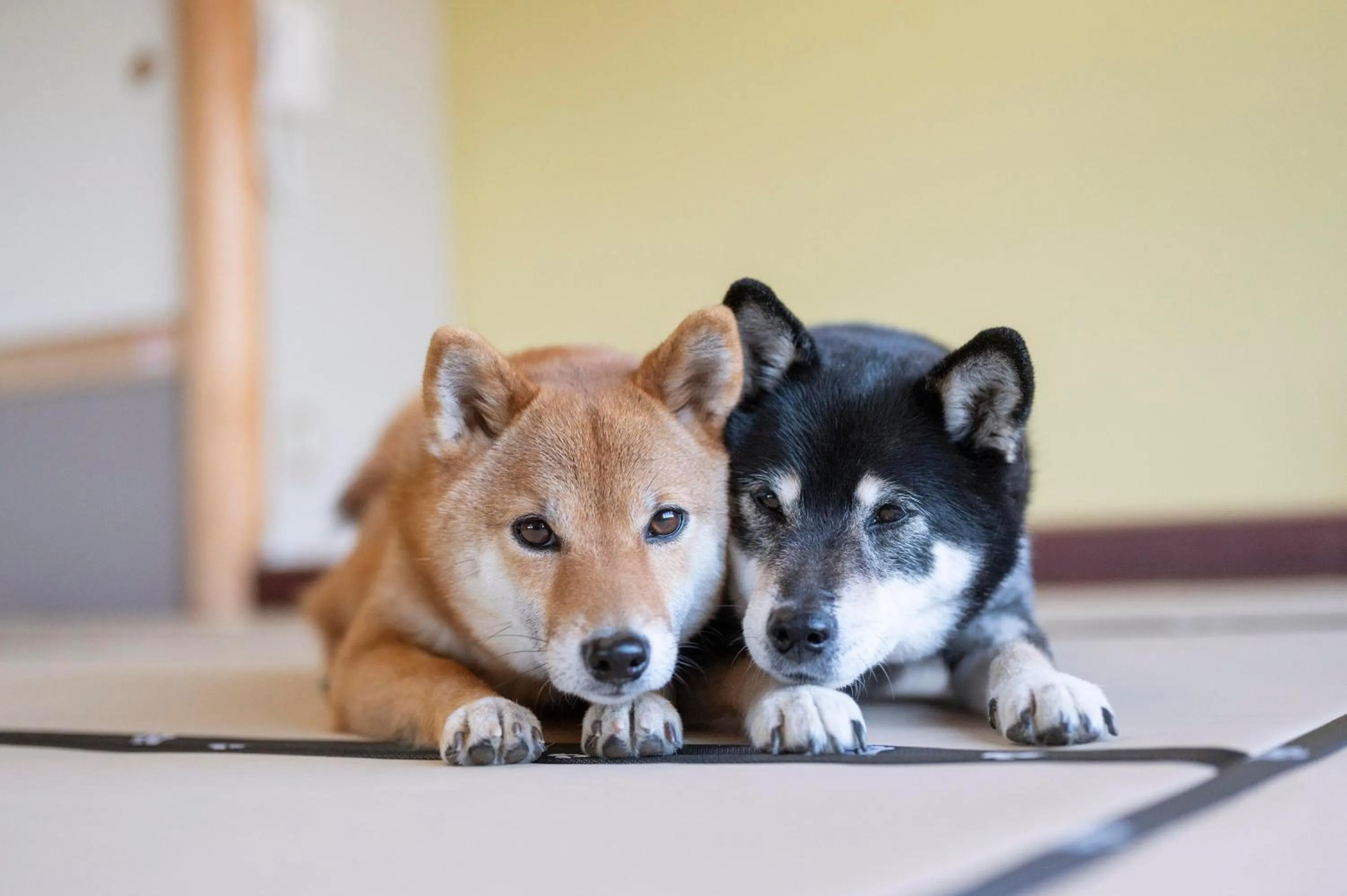 Pets in Hamanako Wan Wan Paradise Hotel