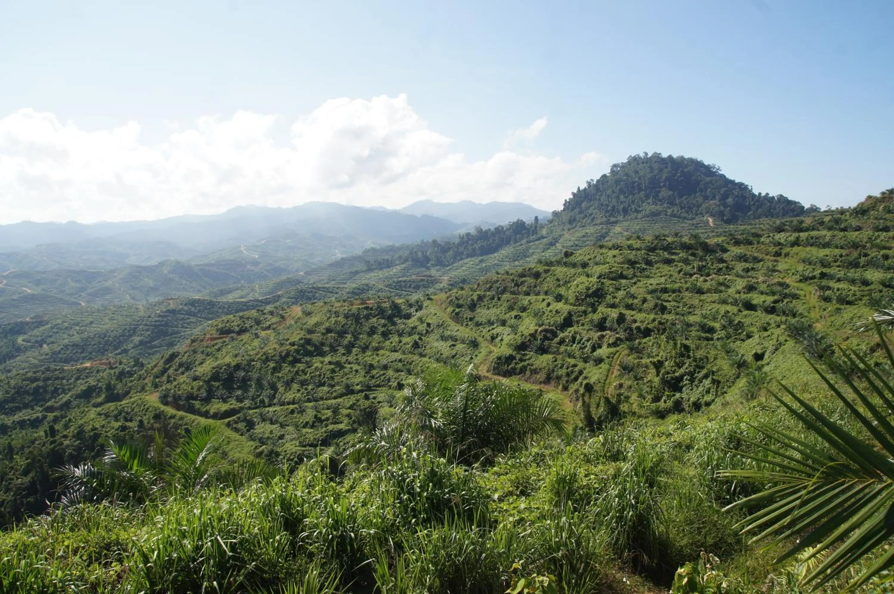 Activities in Sabah Tea Resort