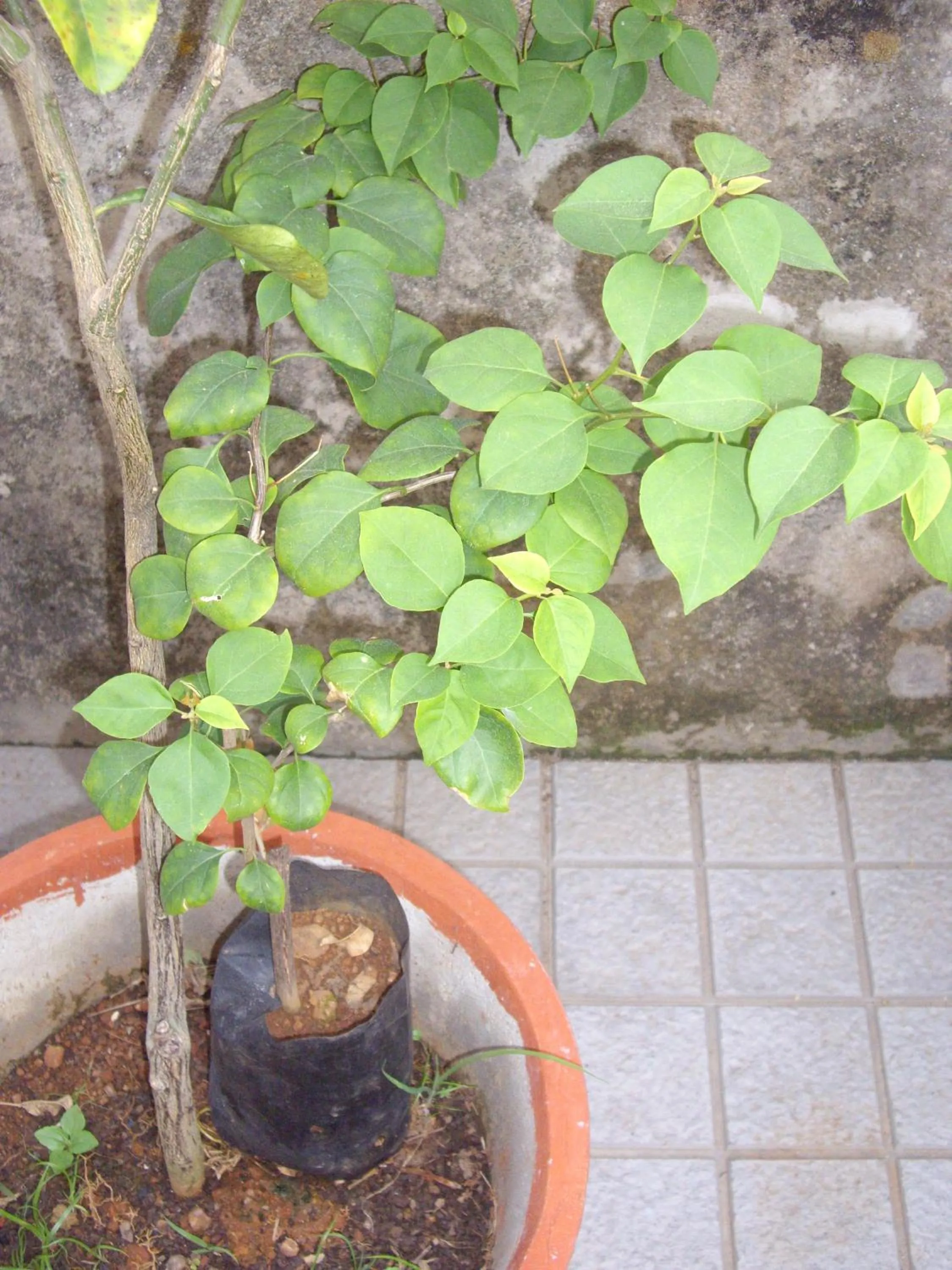 Garden in Elim Homestay Fort Kochi