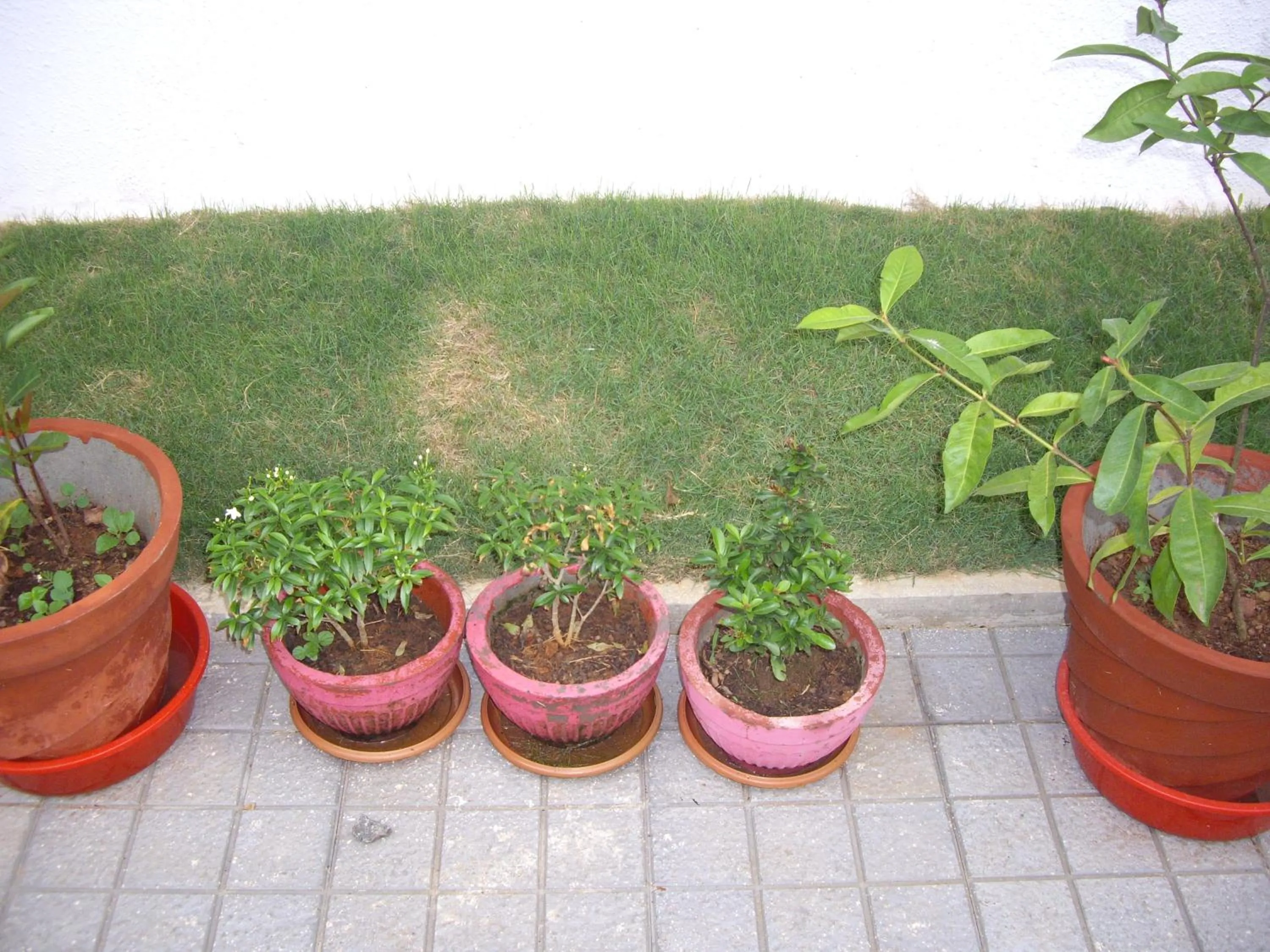 Garden in Elim Homestay Fort Kochi
