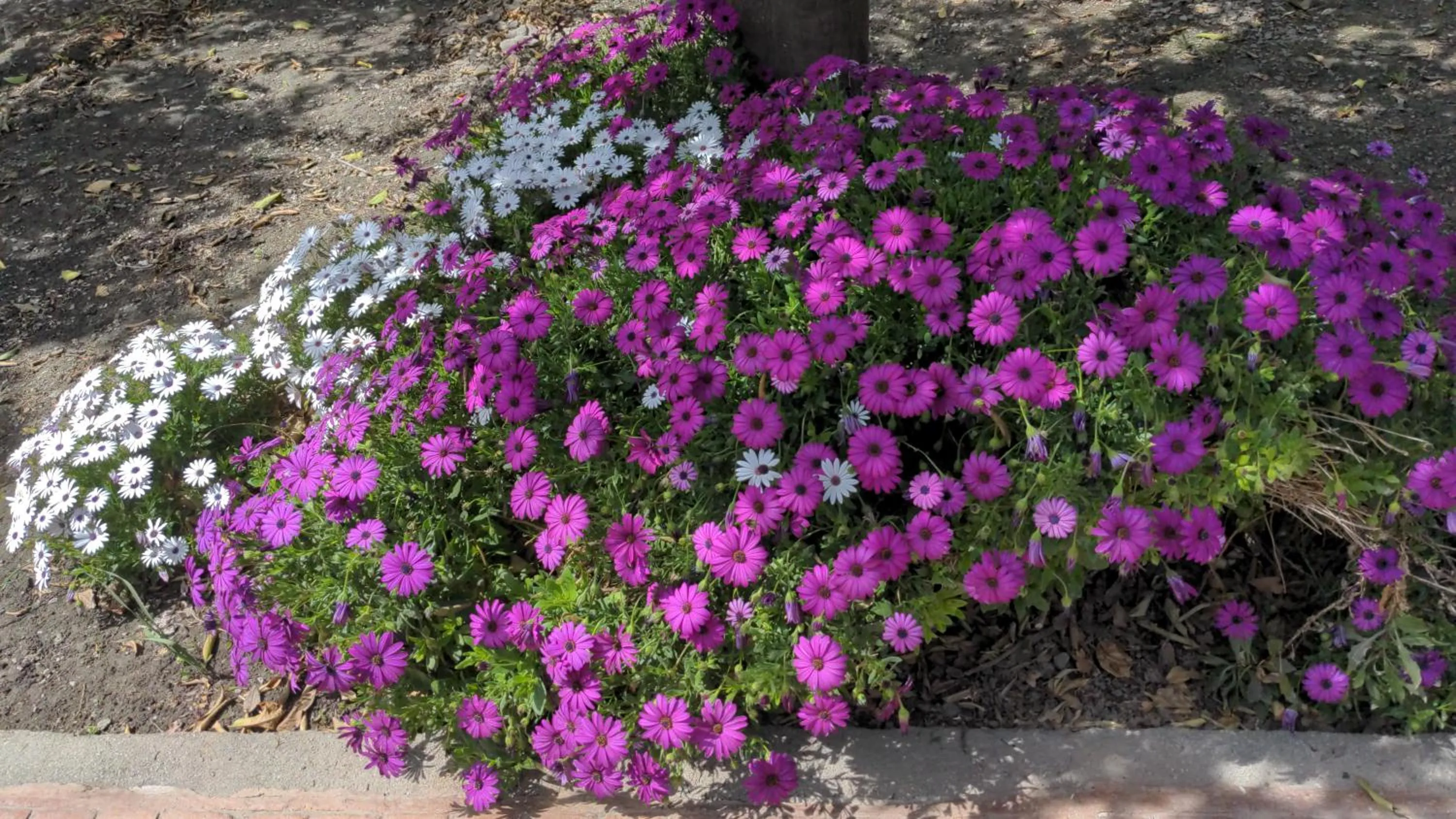 Spring in La Cañota King Rooms Adults Only