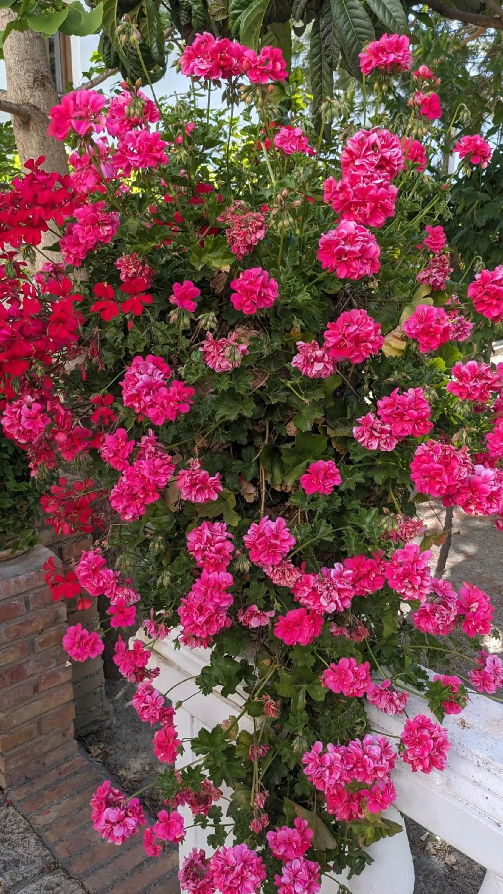 Spring in La Cañota King Rooms Adults Only