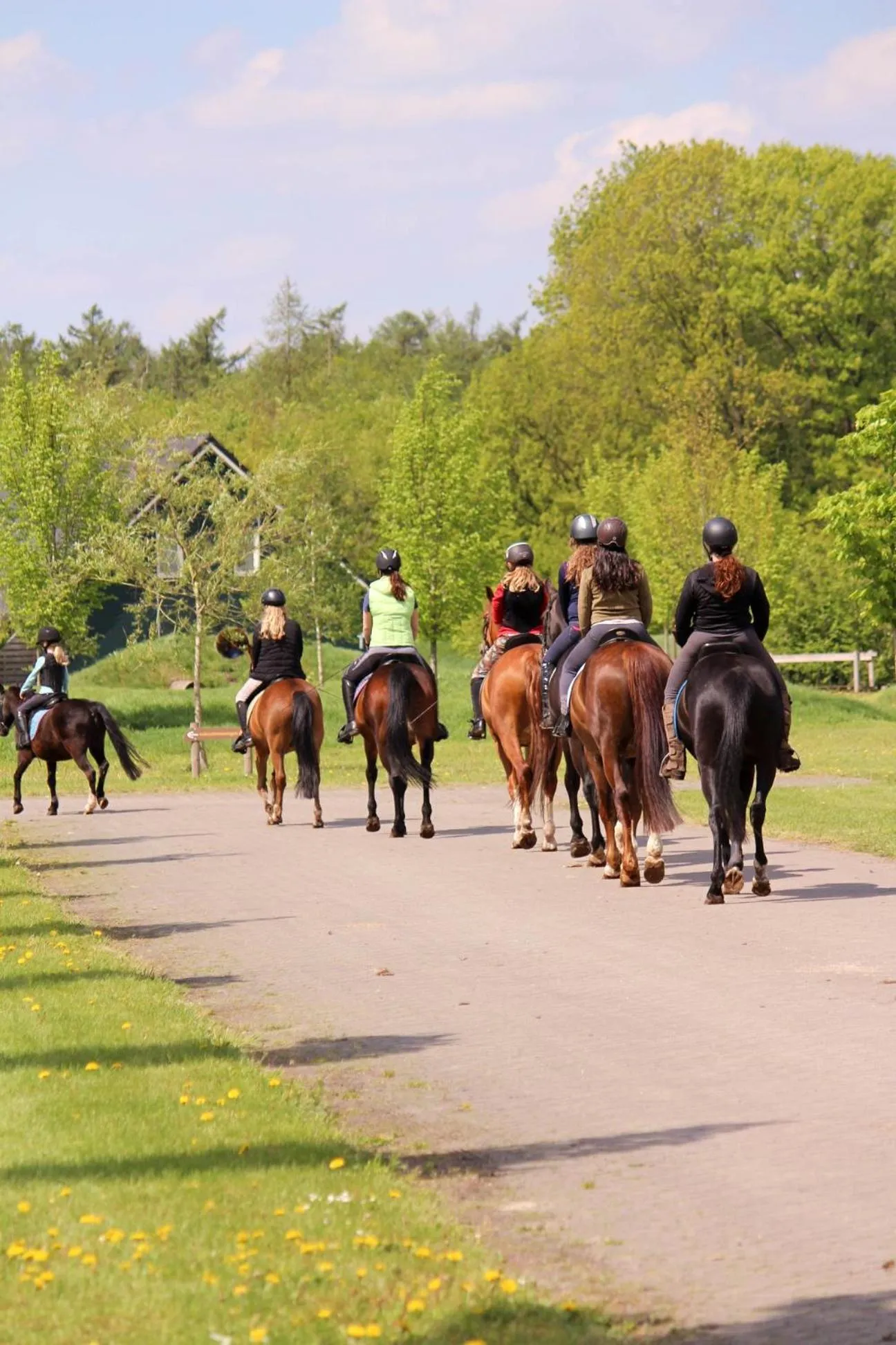 Horse-riding in Horsetellerie Rheezerveen