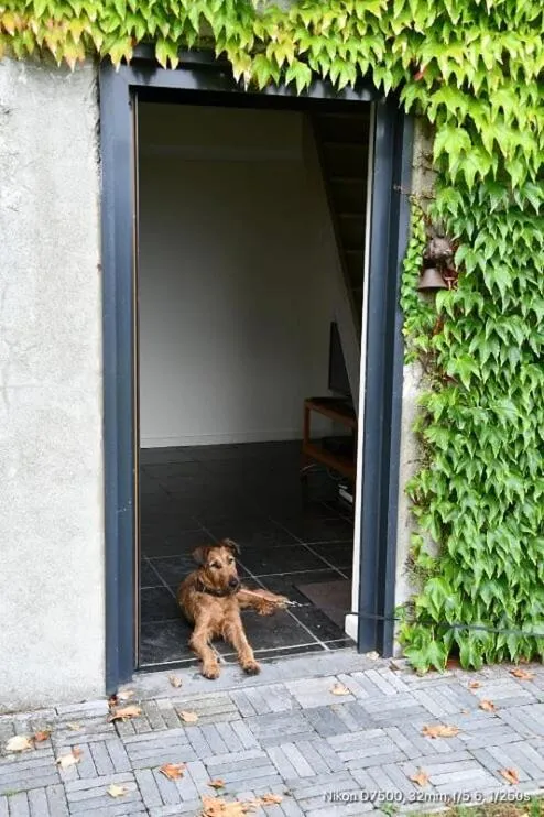 Pets in B&B De Vlaschaerd