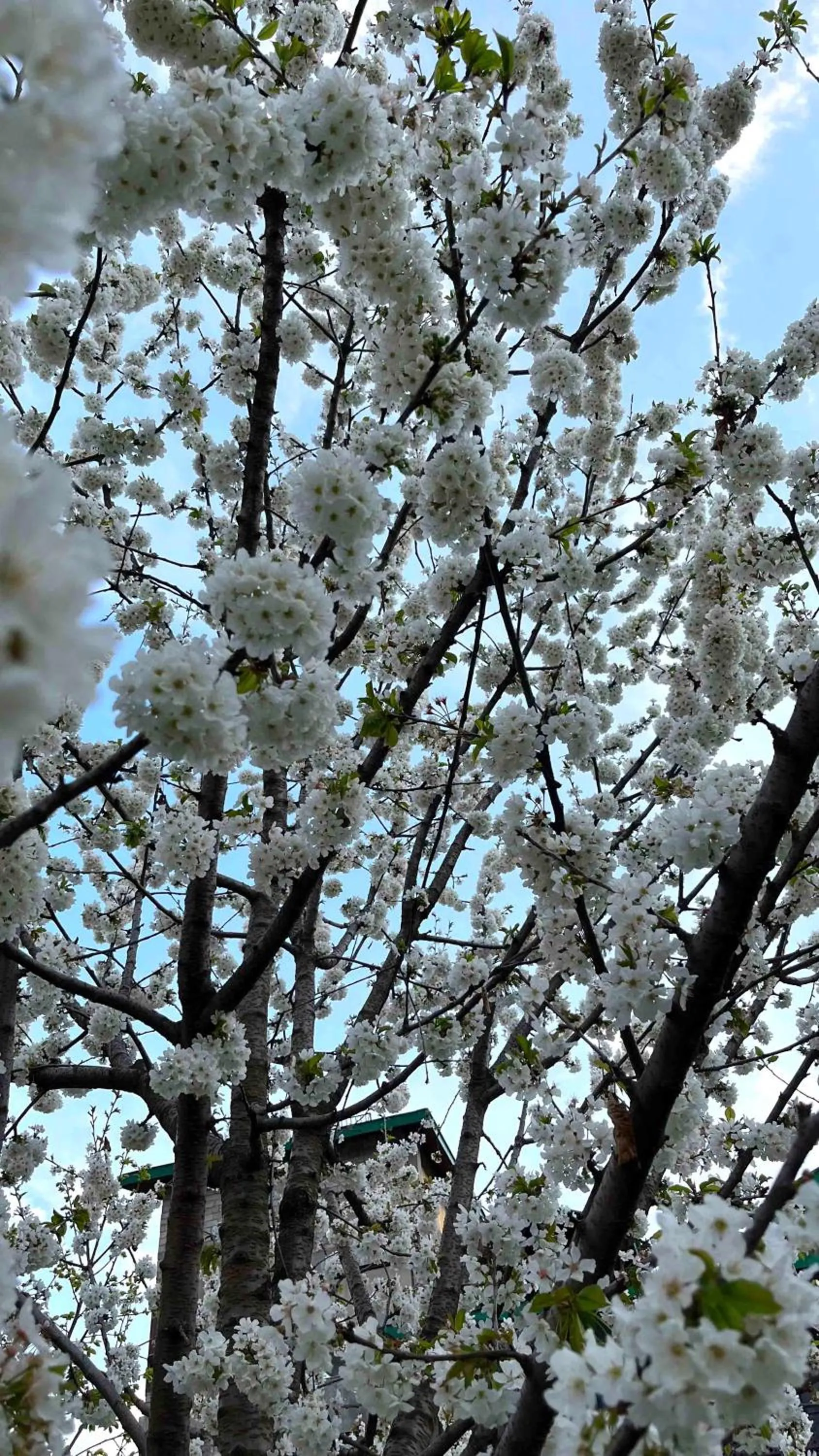 Garden in Tourist Hotel 10 minutes walking distance from the mall