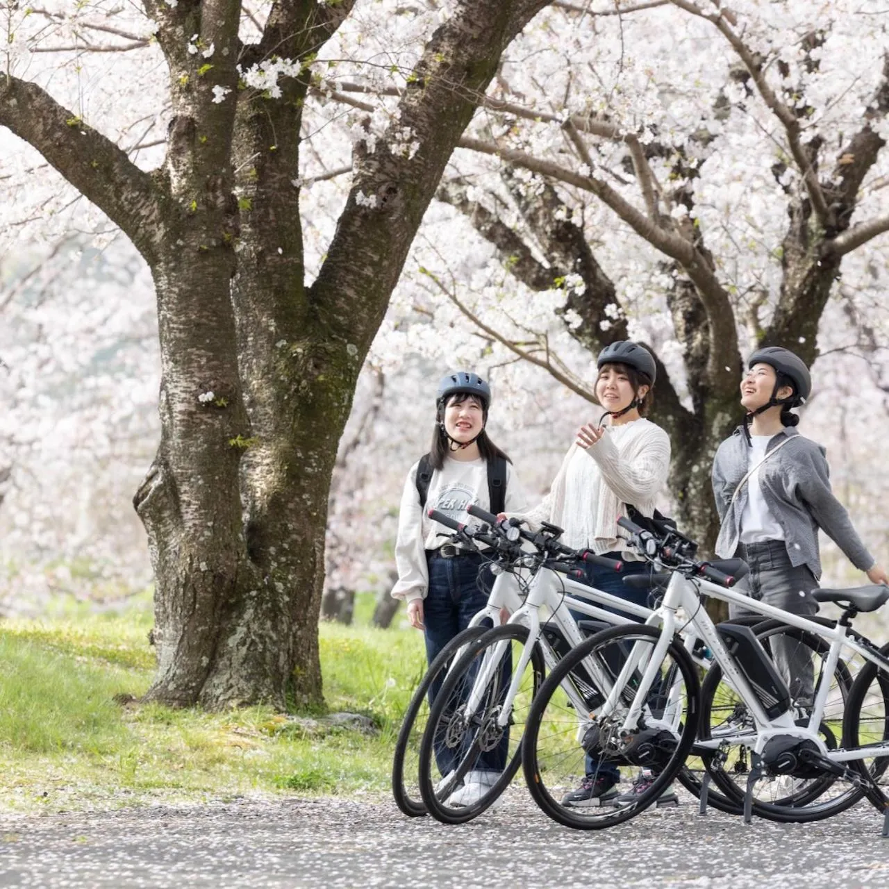 Activities in Kona Stay Bicycle Resort