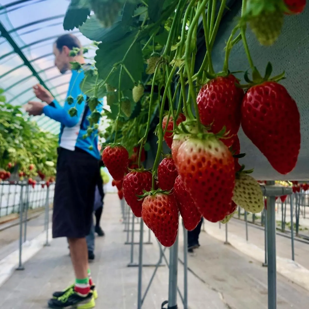 Activities in Kona Stay Bicycle Resort