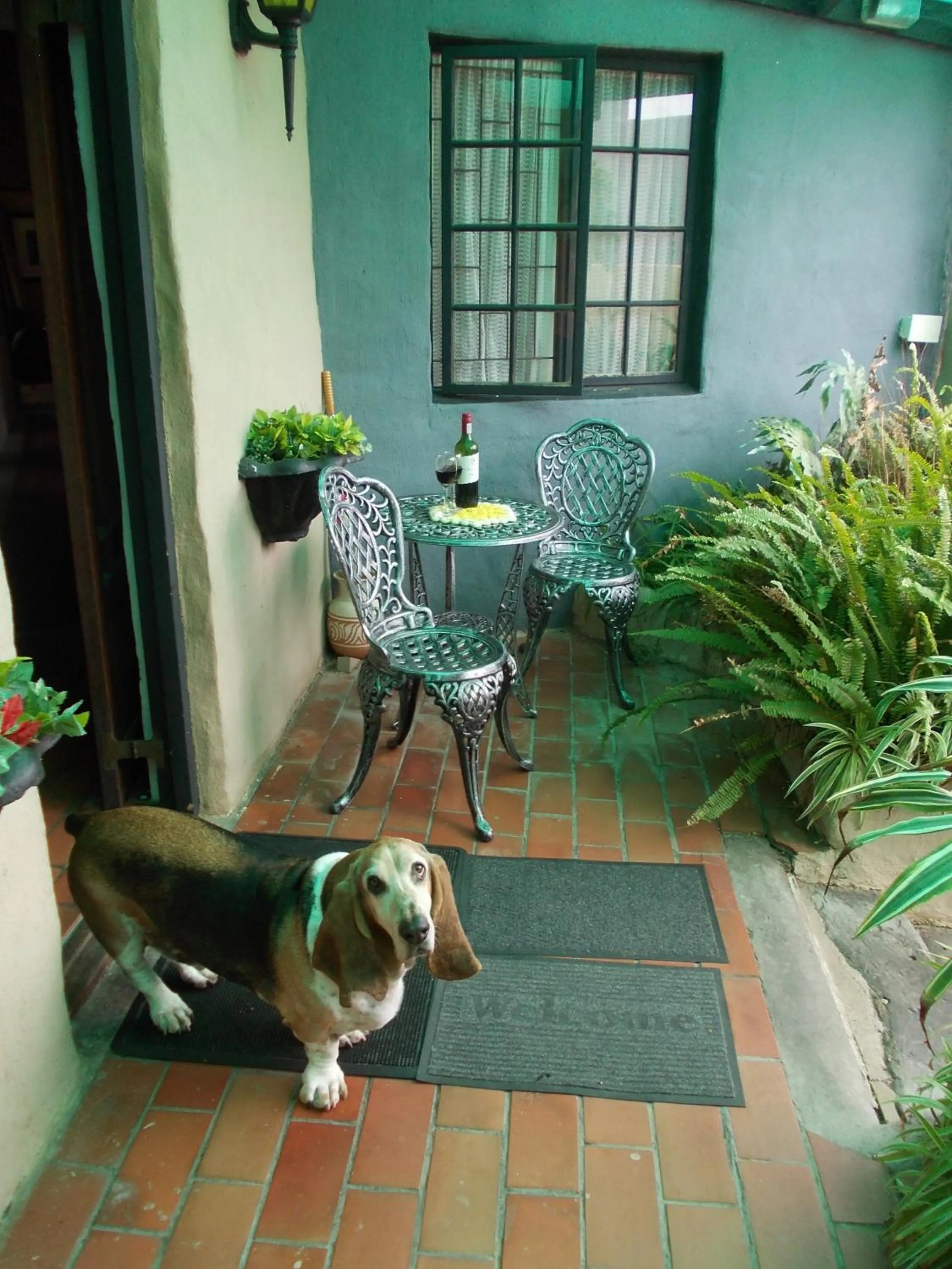 Pets in Villa Ocean Crest B&B