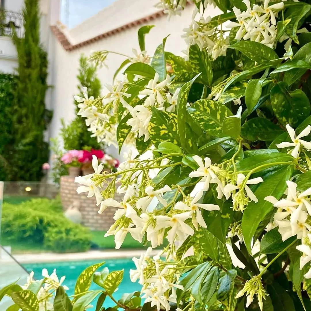 Patio in El Patio de los Jazmines Boutique-House