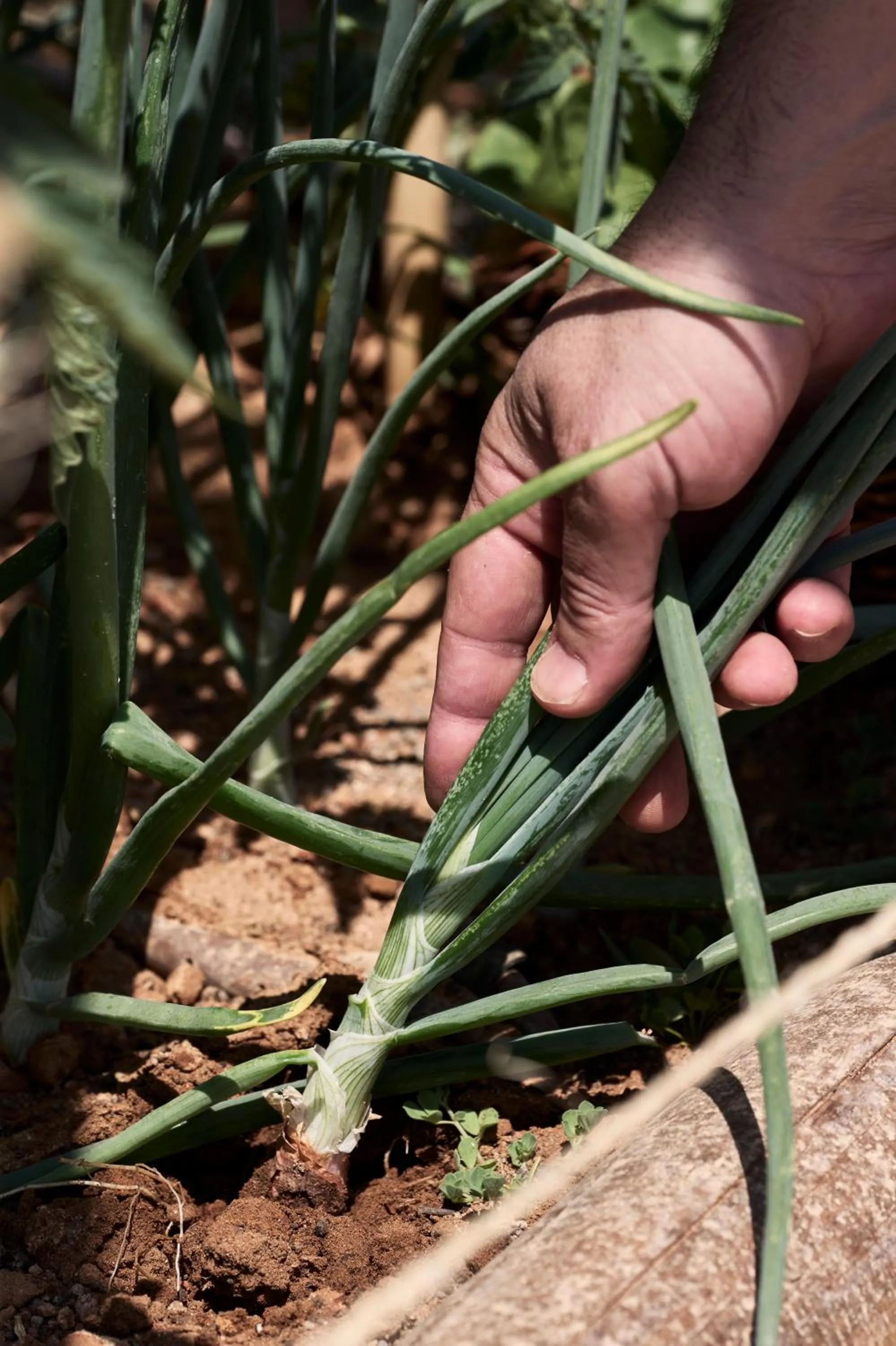 Summer in TUI Magic Life Candia Maris - Adults Only