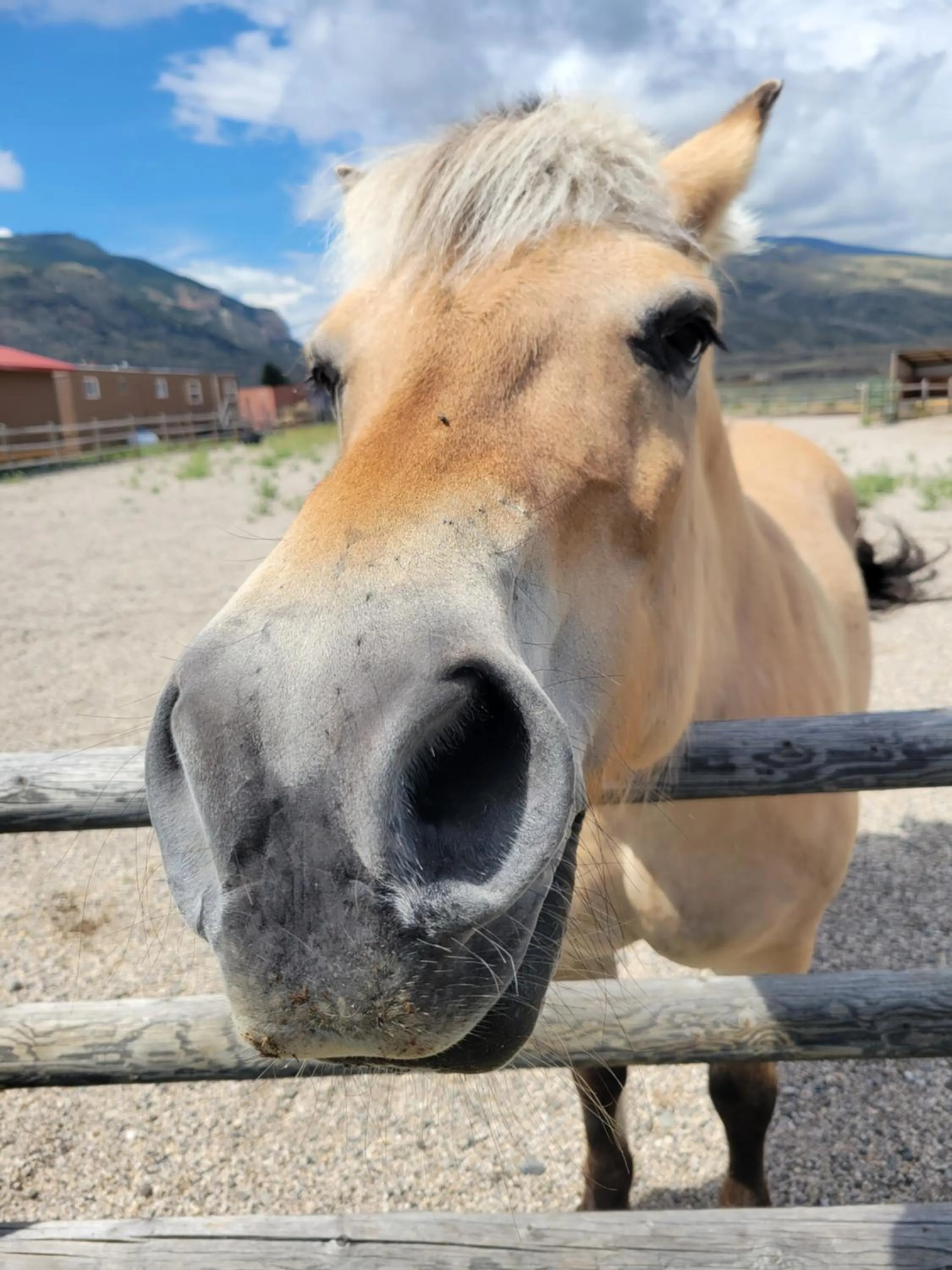 Horse-riding in Big Bear Motel