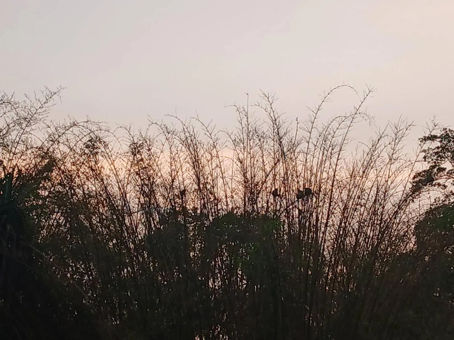 Natural landscape in Bamboo House