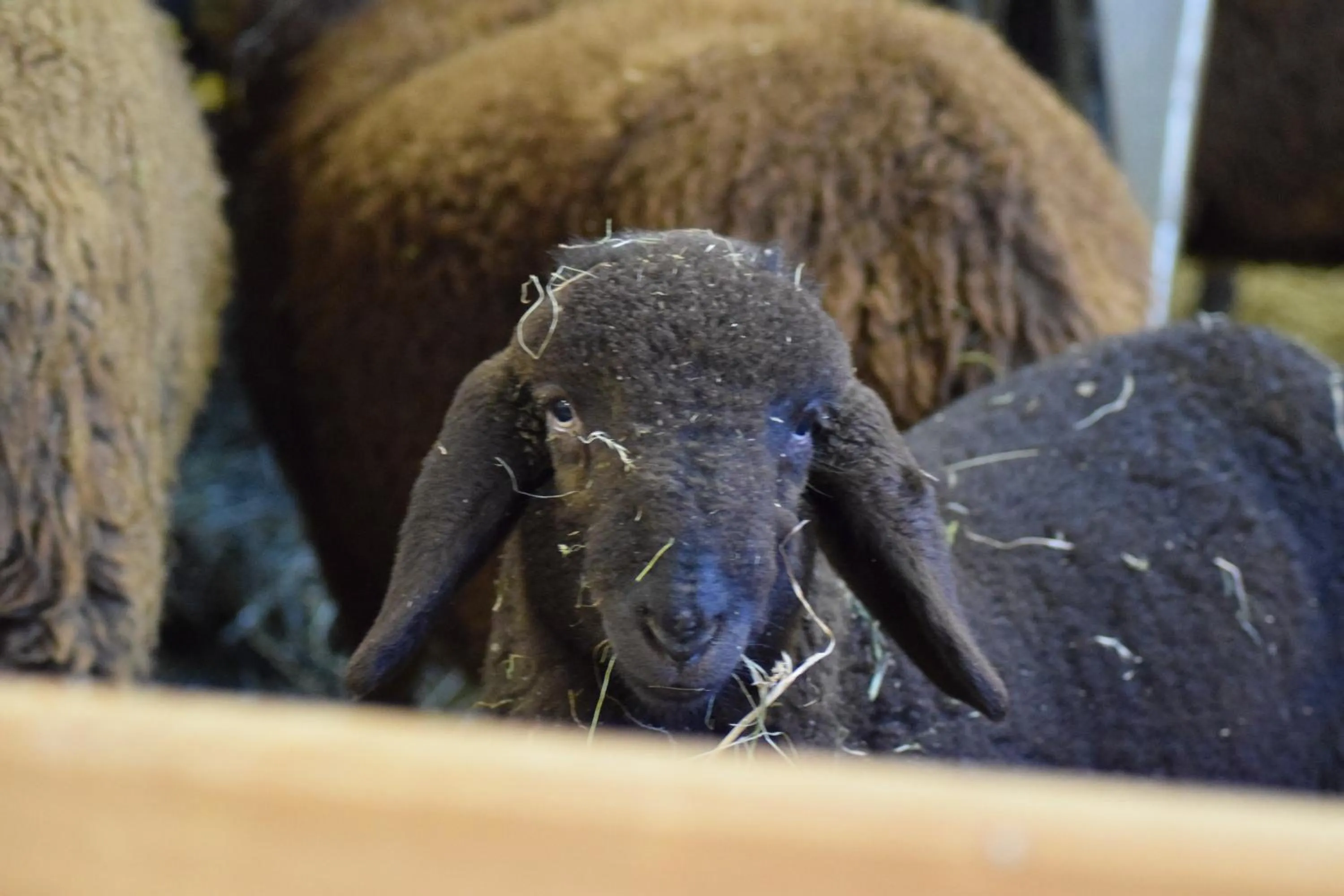 Animals in Forster's Naturresort