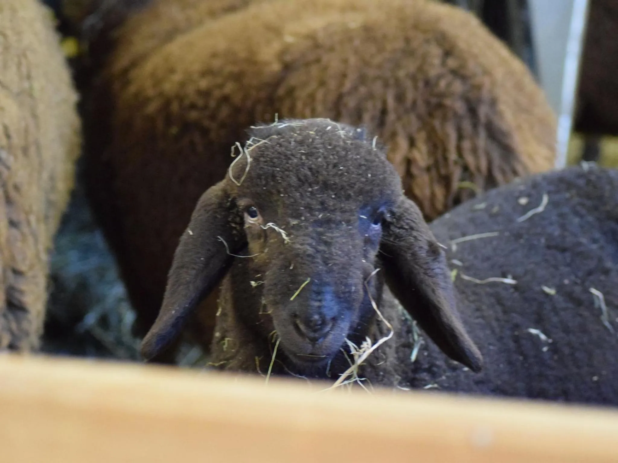 Pets in Forster's Naturresort