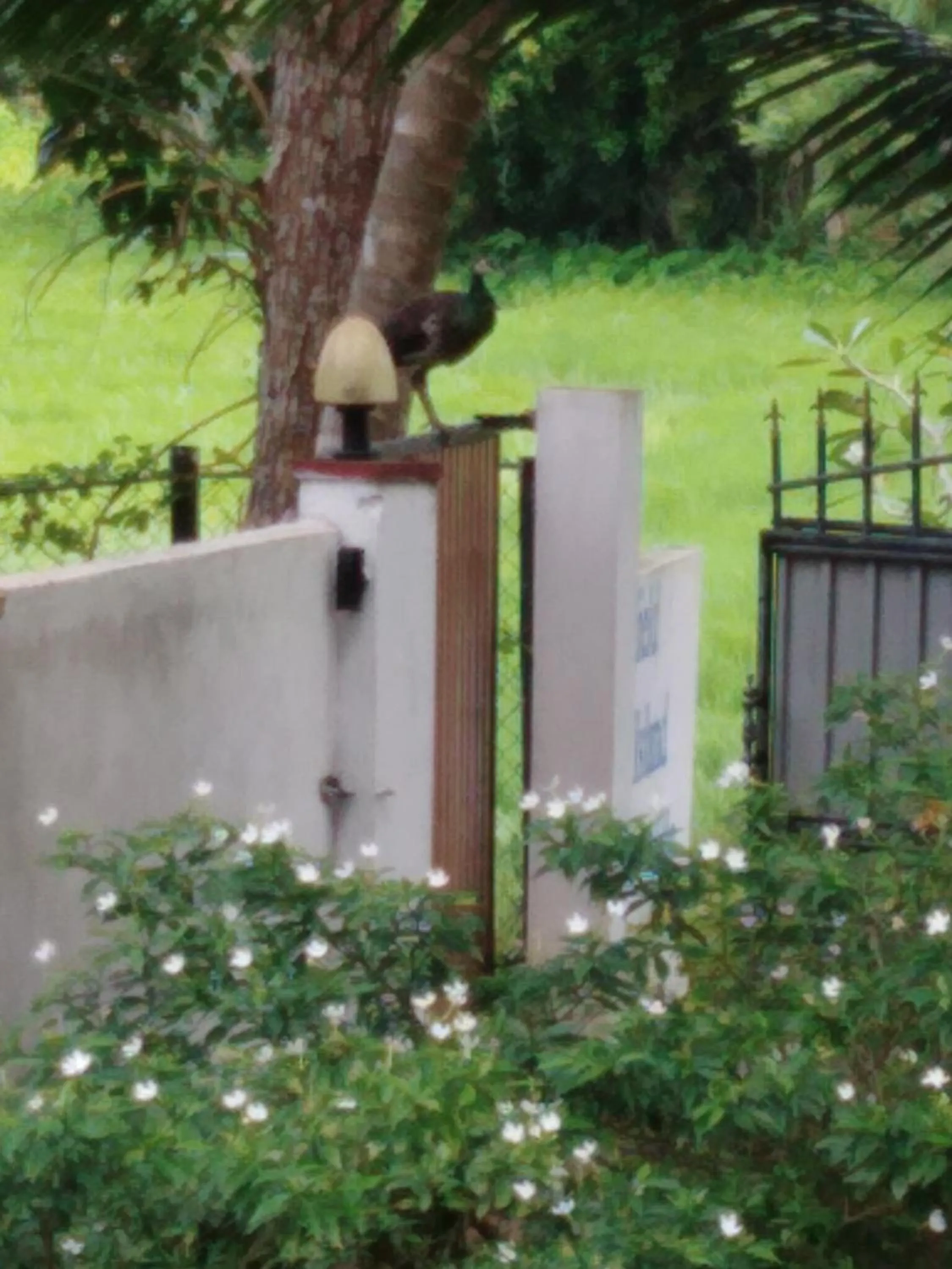 Garden in Field Island Villa - Ahangama