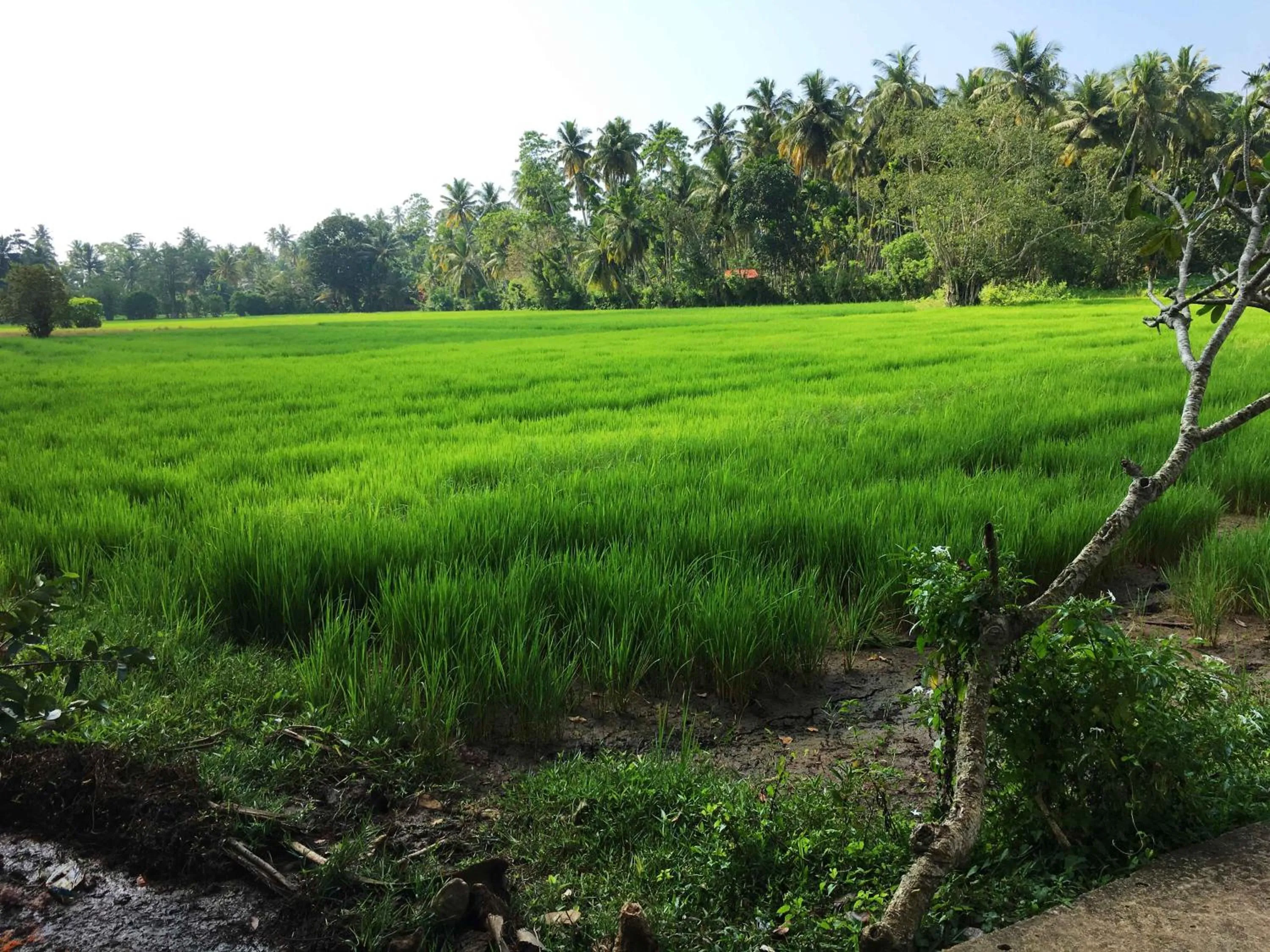 Natural landscape in Field Island Villa - Ahangama