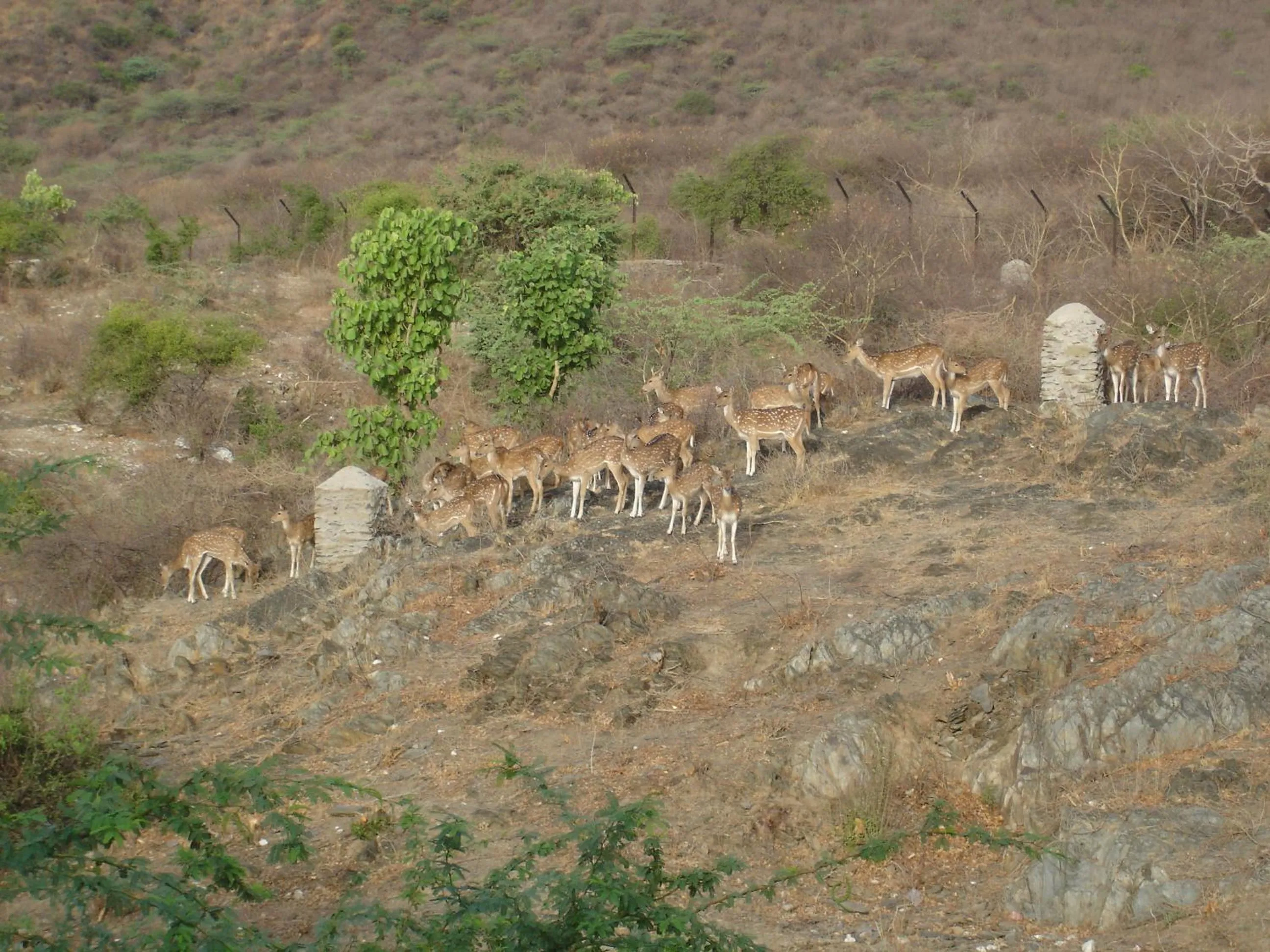 Animals in Raj Niwas