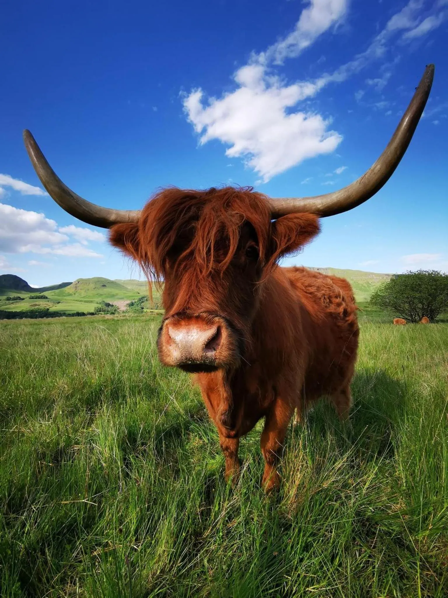 Animals in The West Highland Way Pitches