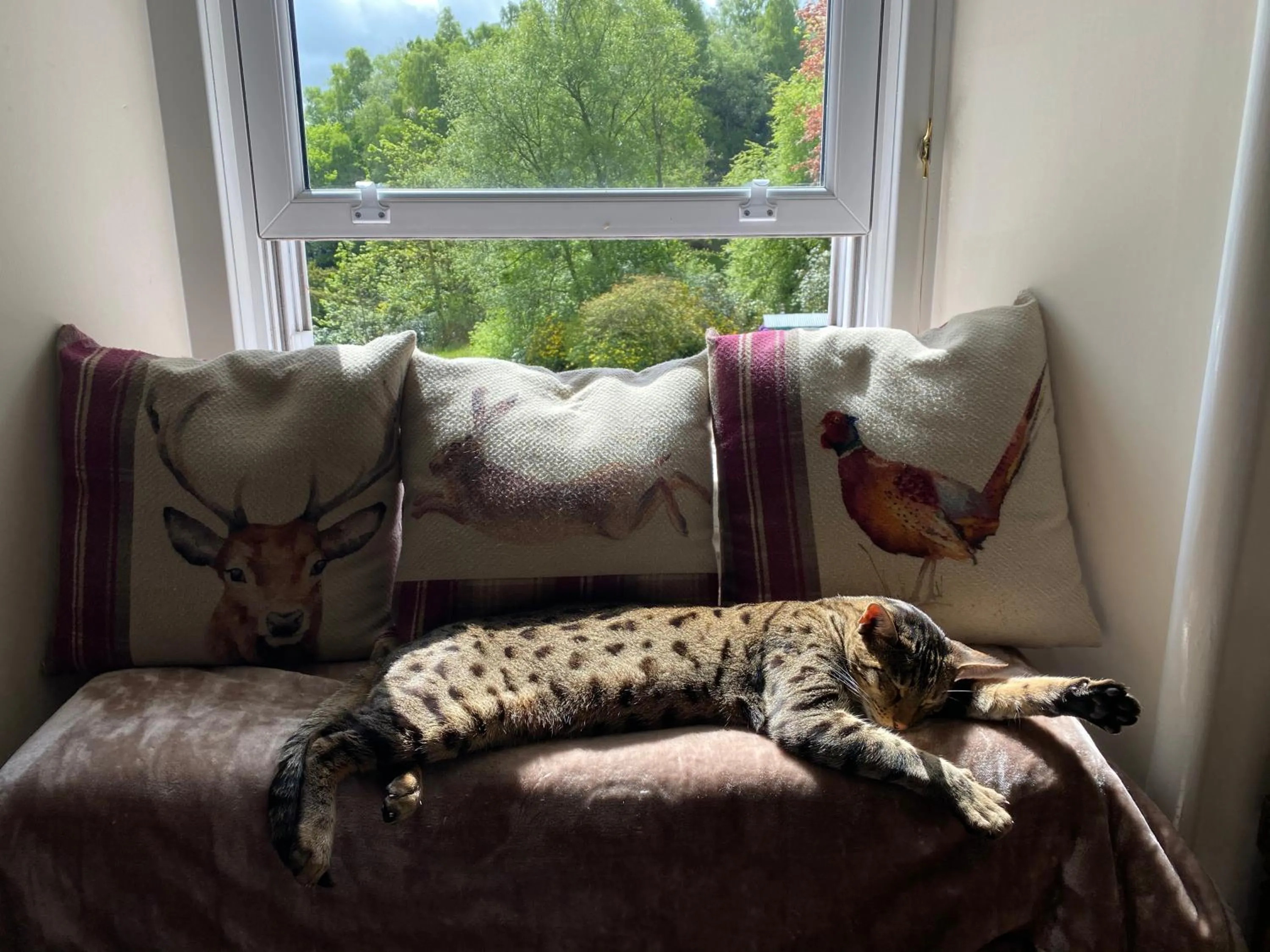 Animals in The West Highland Way Pitches