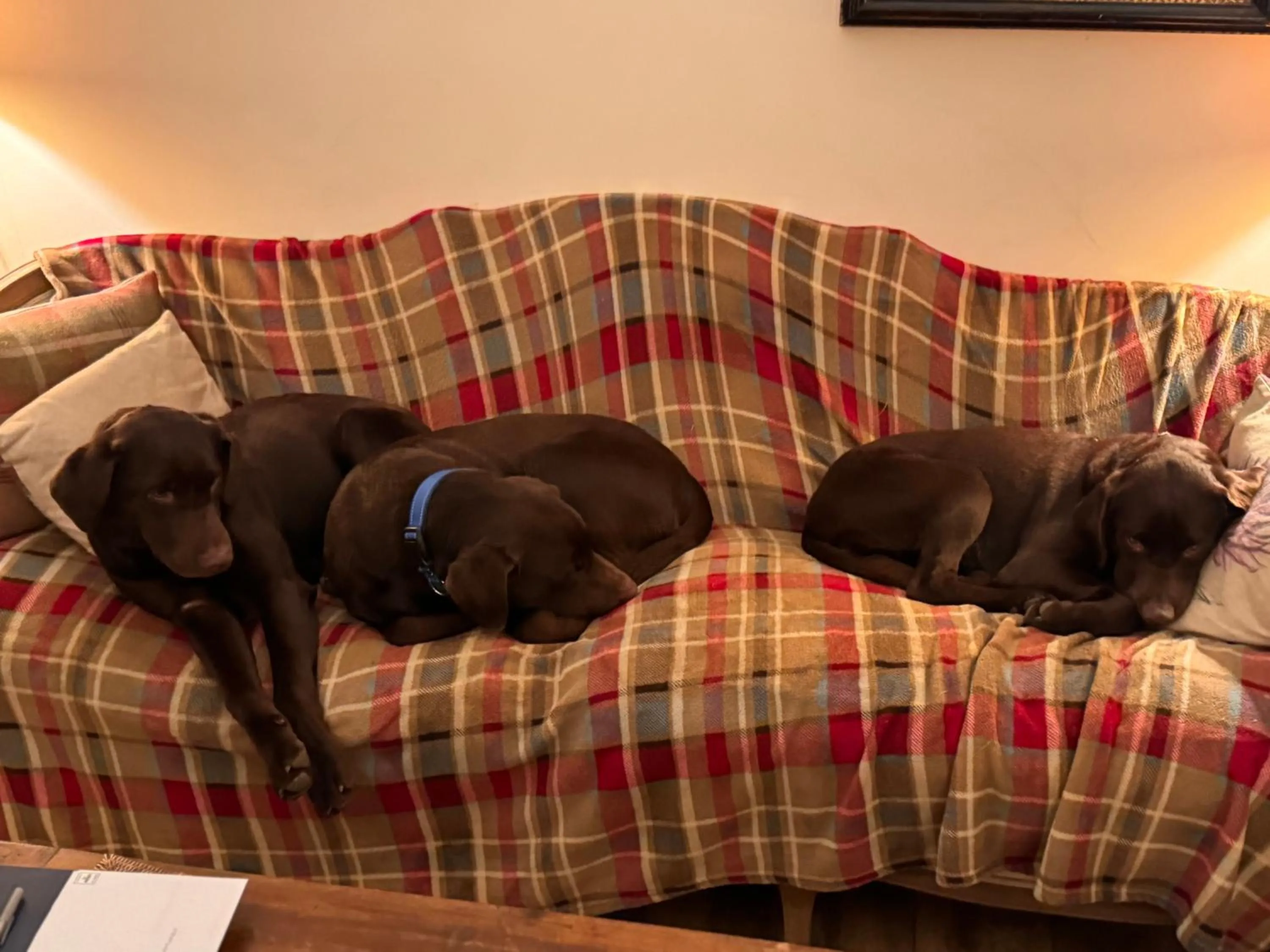 Pets in The West Highland Way Pitches