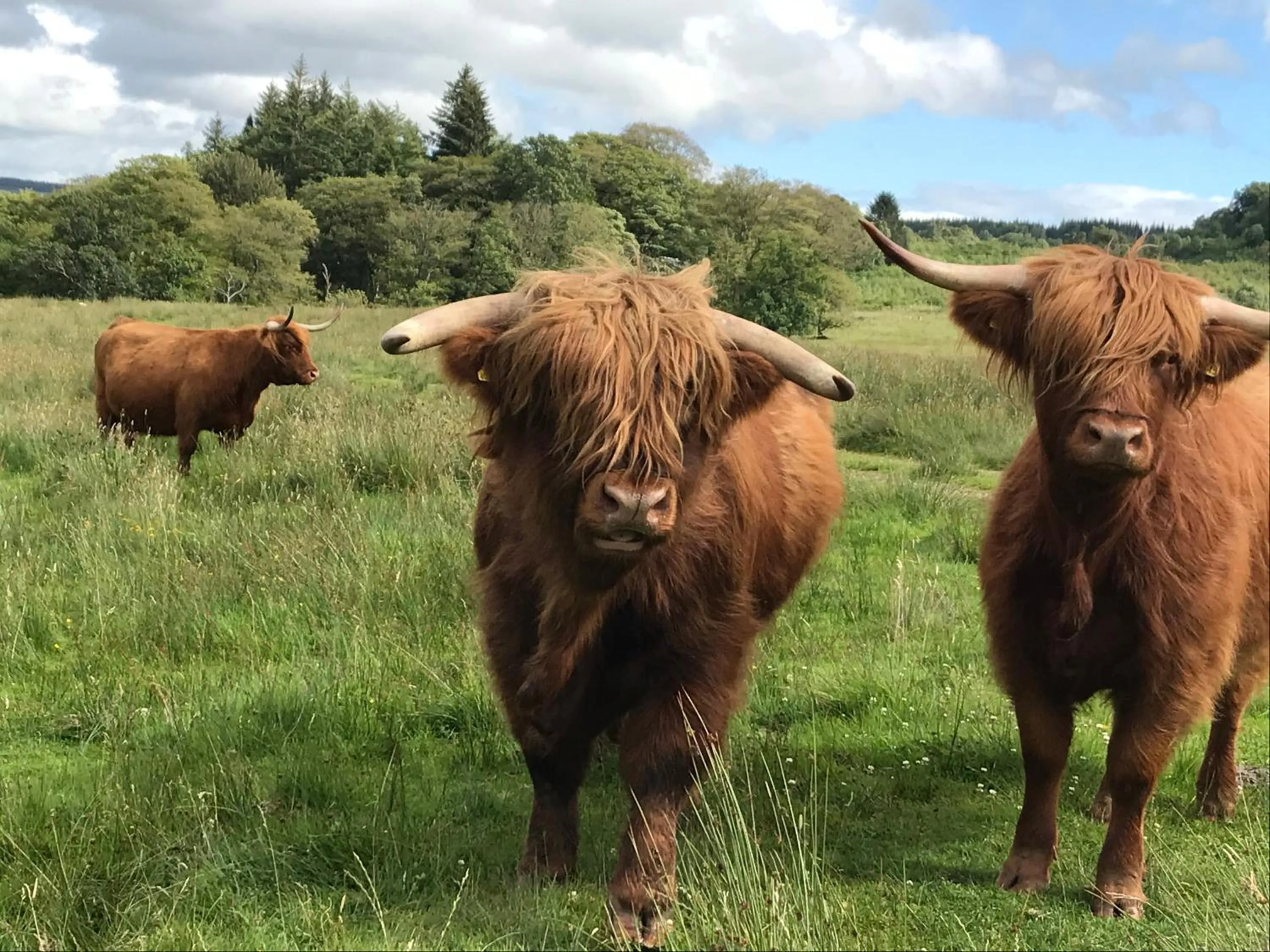 Animals in The West Highland Way Pitches