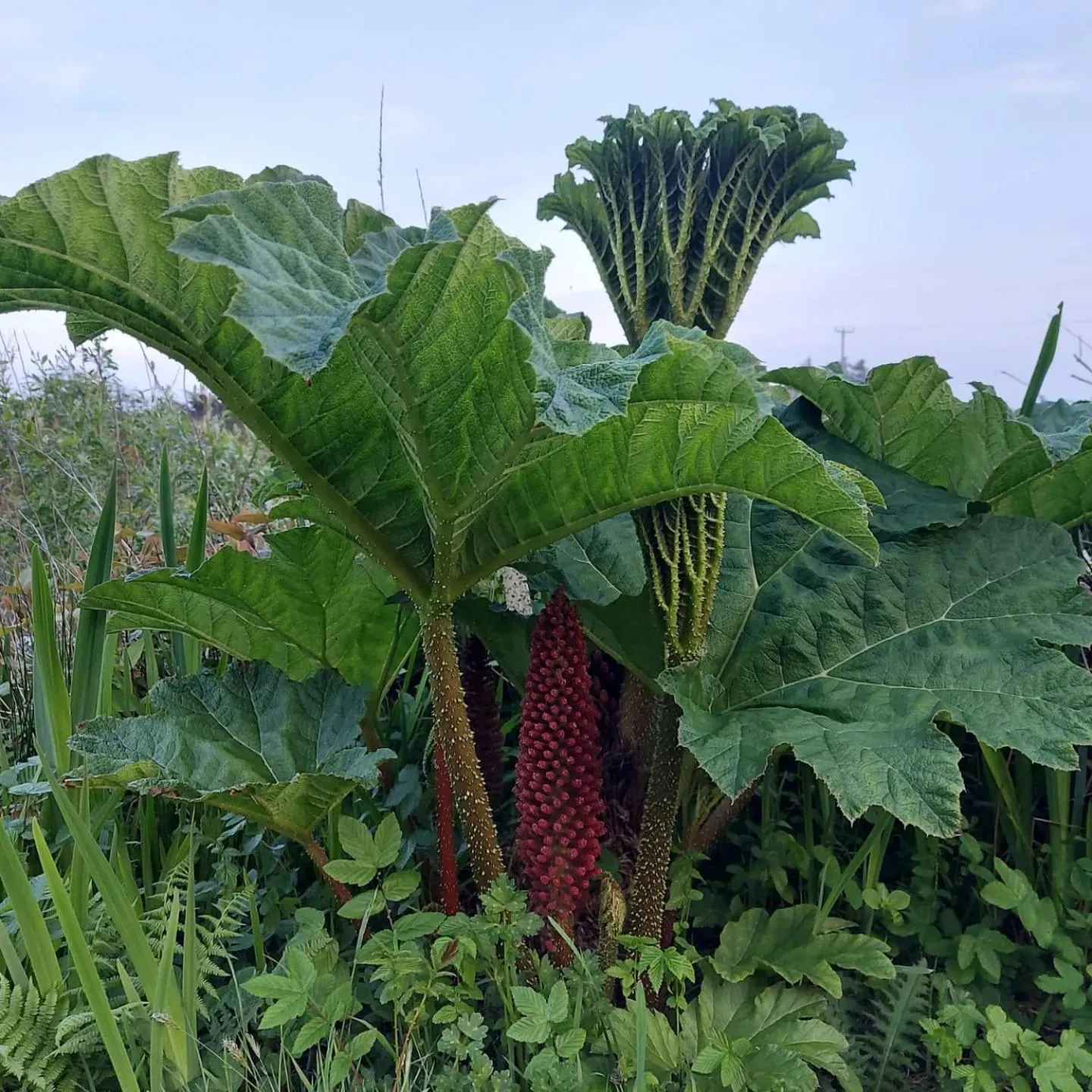 Spring in Garragh Mhor