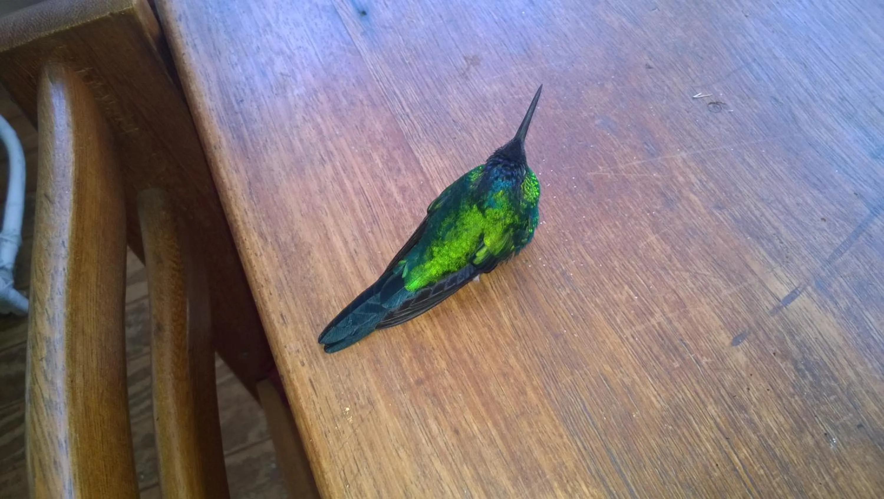 Animals in Casa no Céu