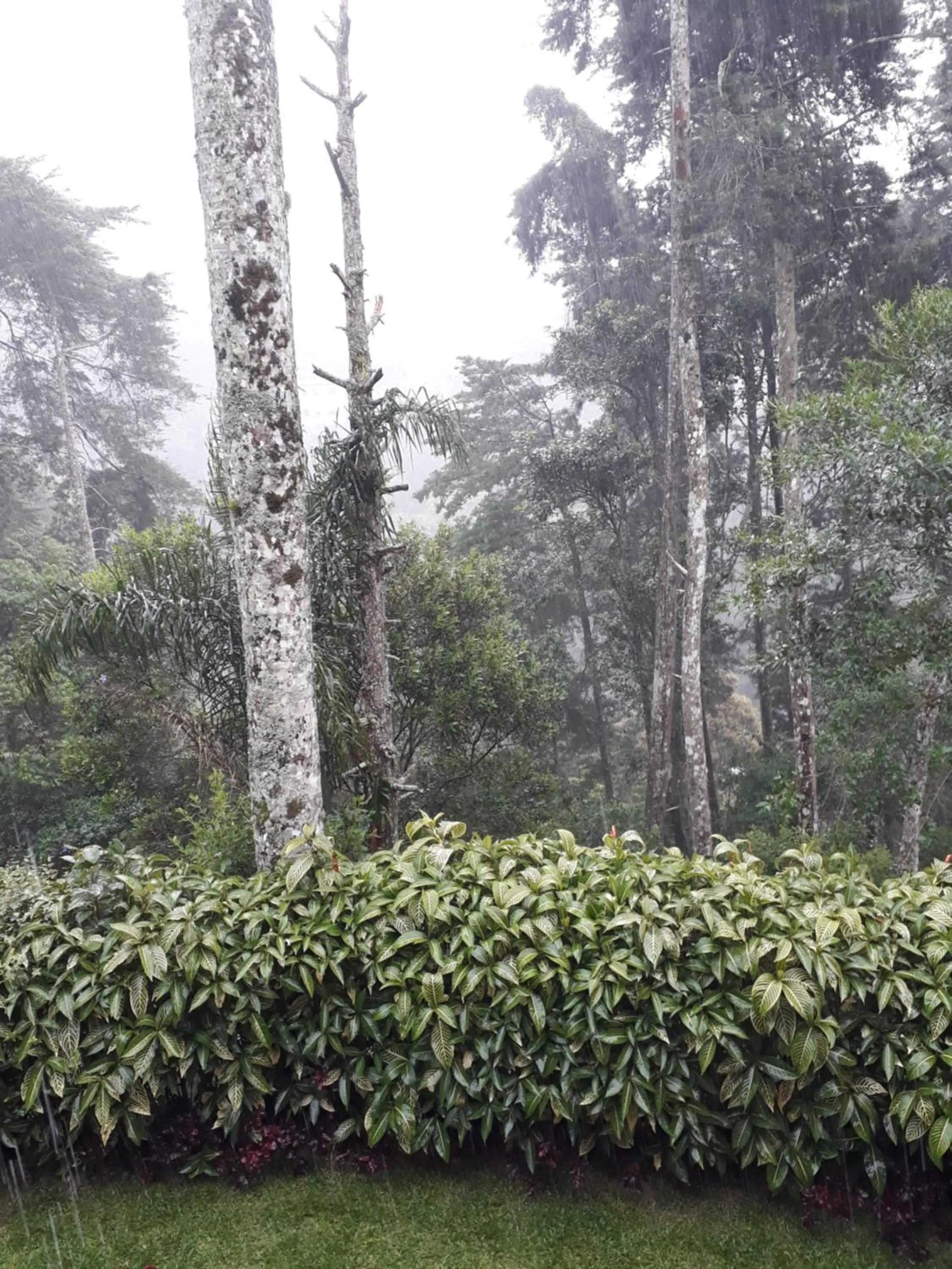 Garden in Casa no Céu