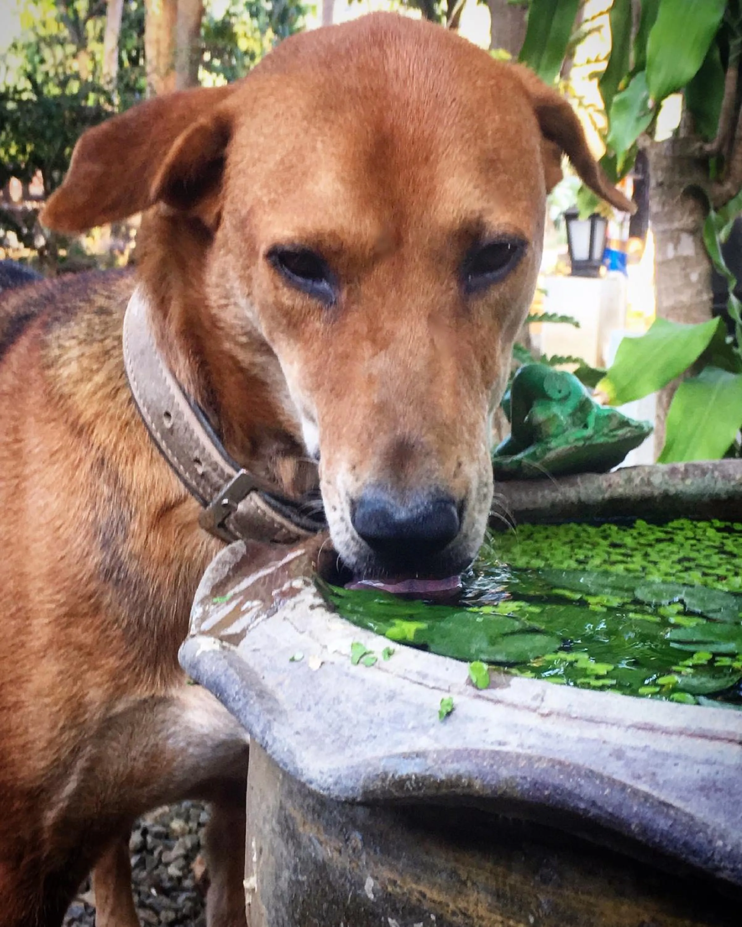 Property building in Papillon Bungalows