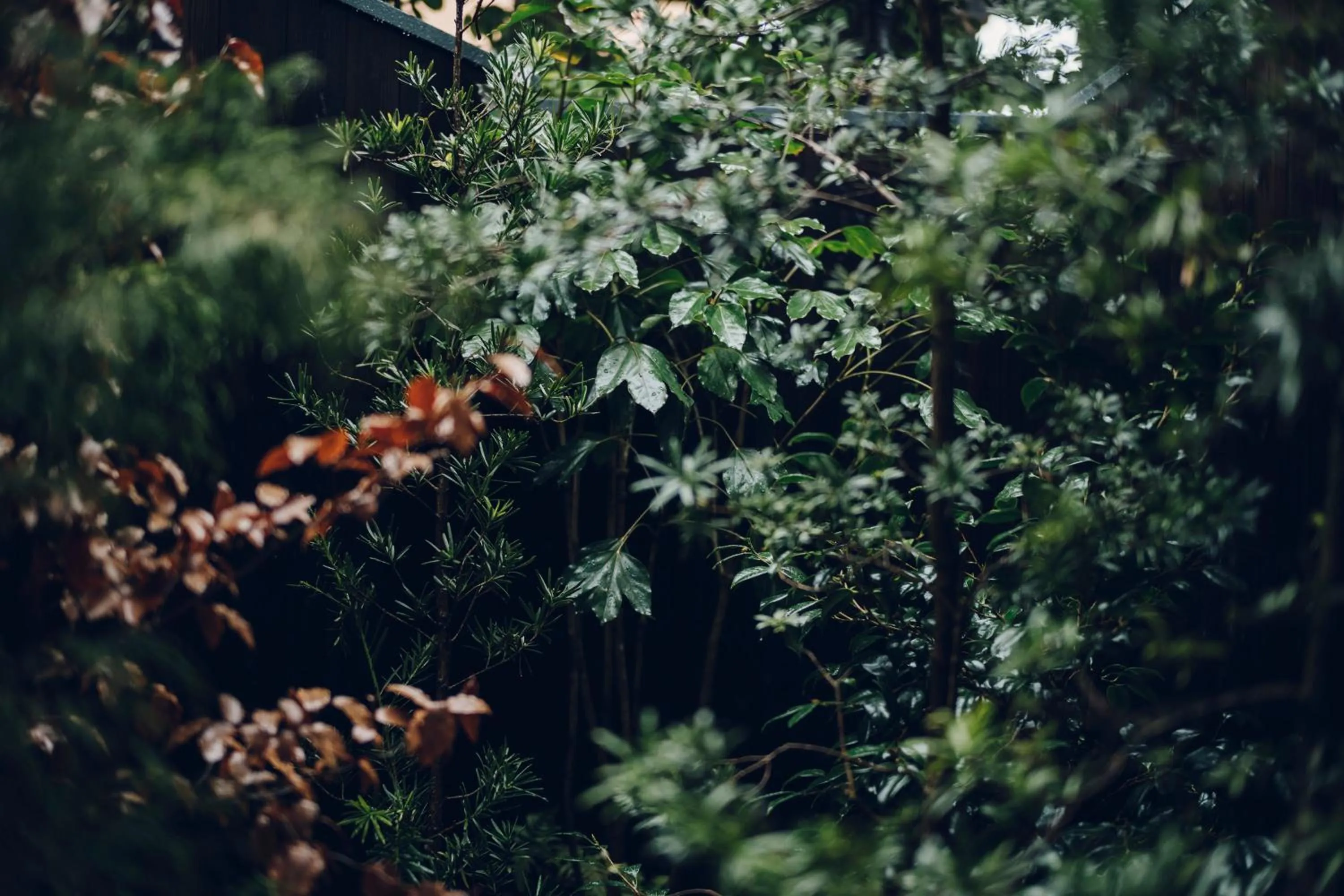 Garden in Noboru House Kyoto
