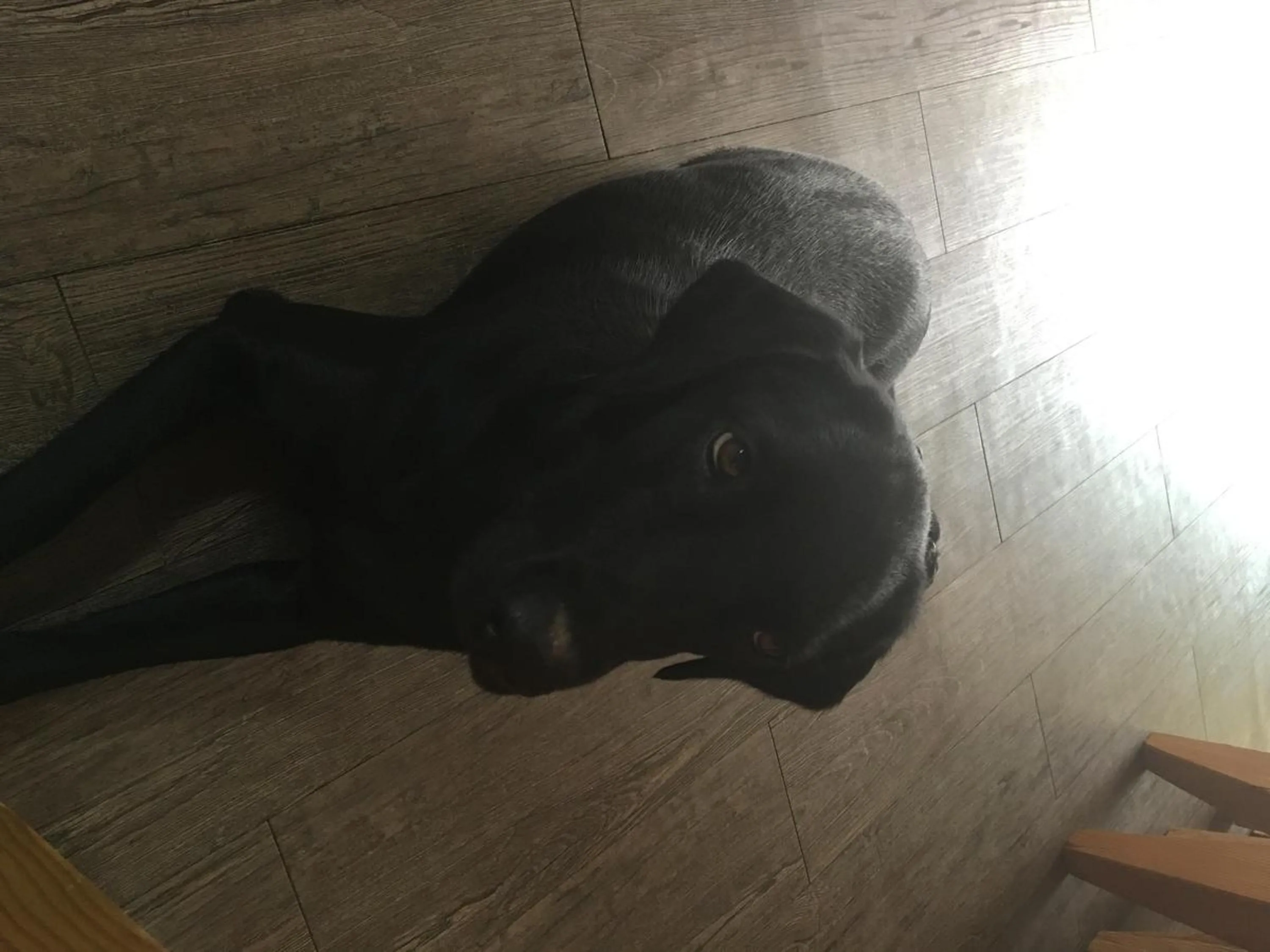 Pets in Gyeongju Momojane Guesthouse