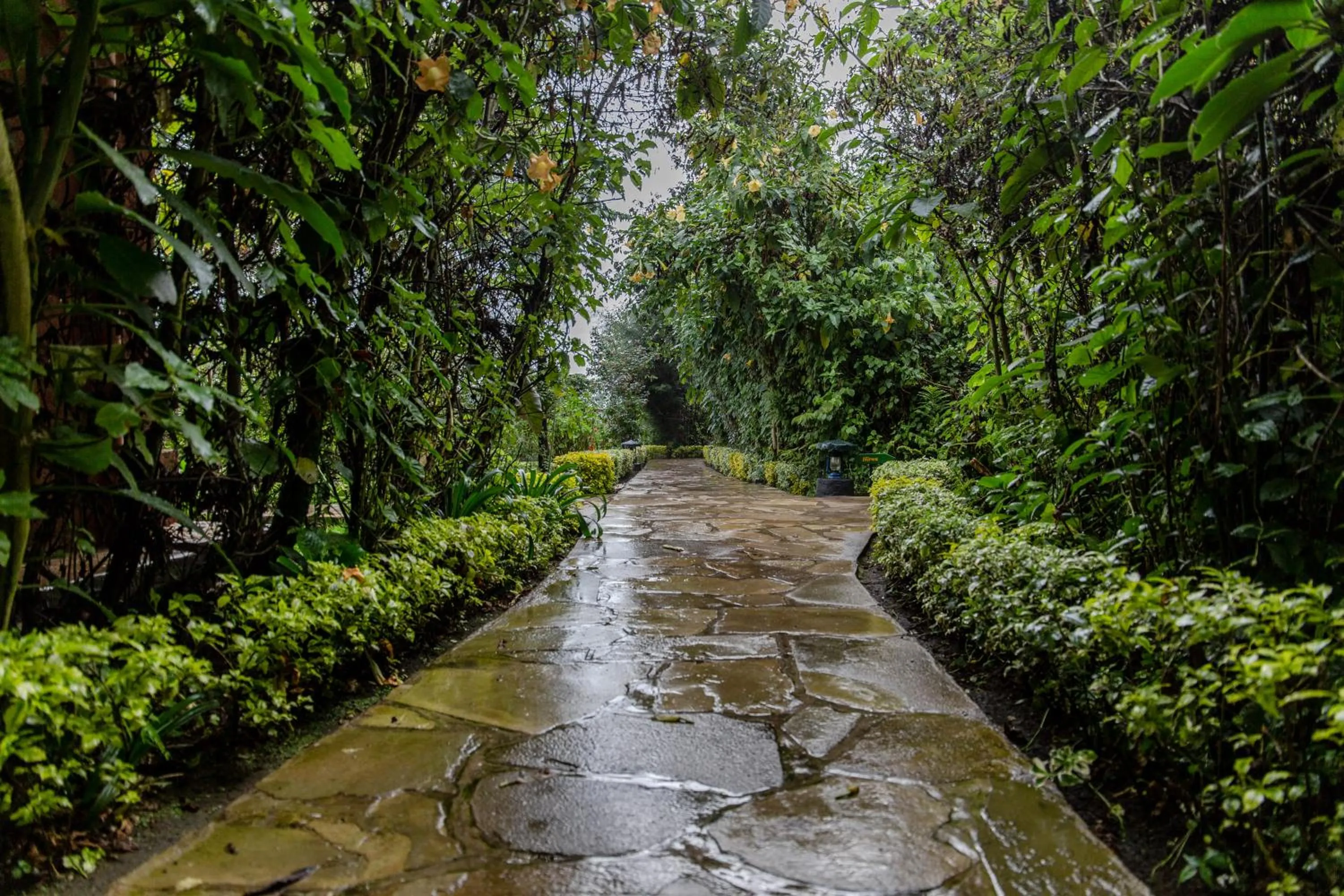 Garden in Ingagi Park View Lodge