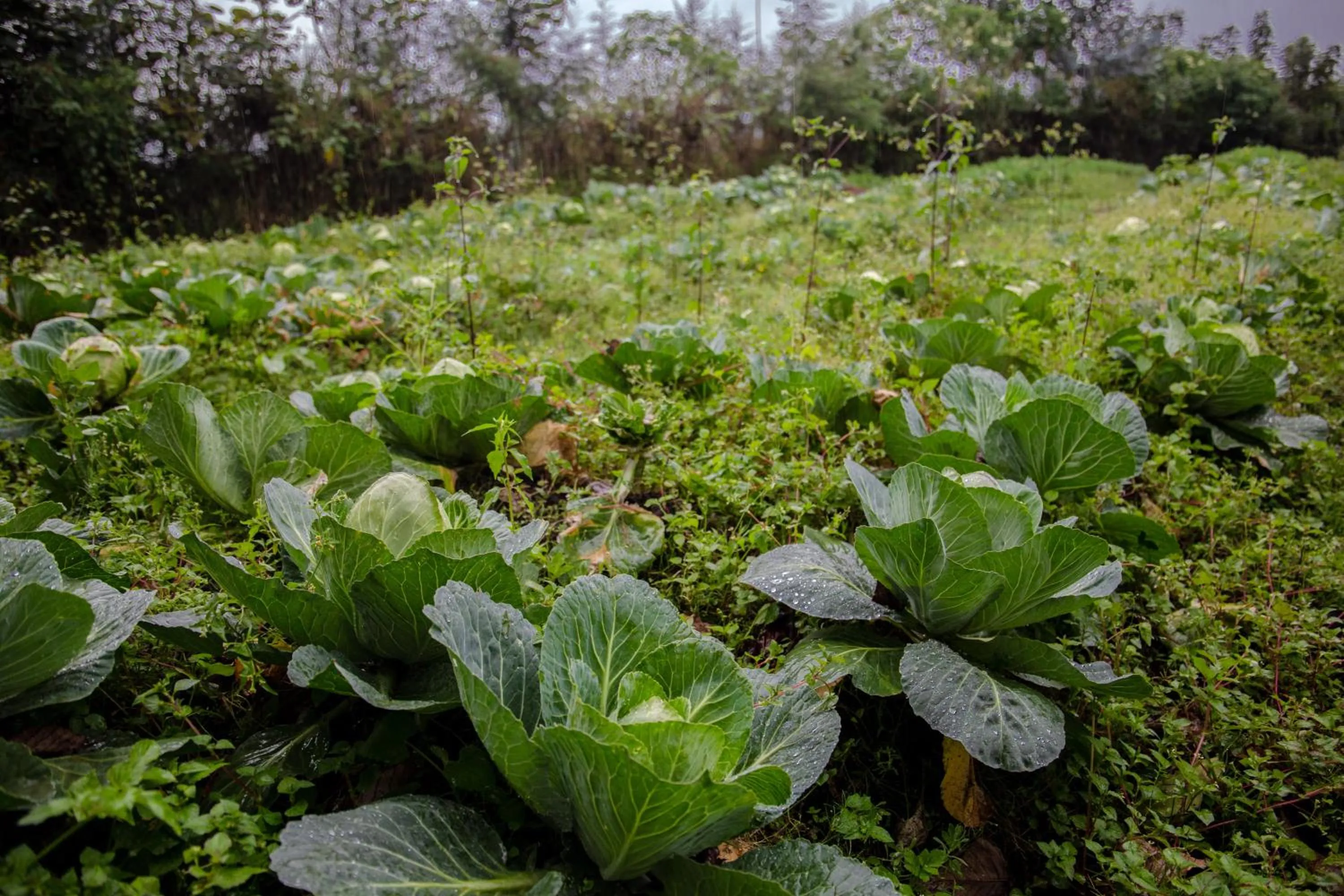 Garden in Ingagi Park View Lodge