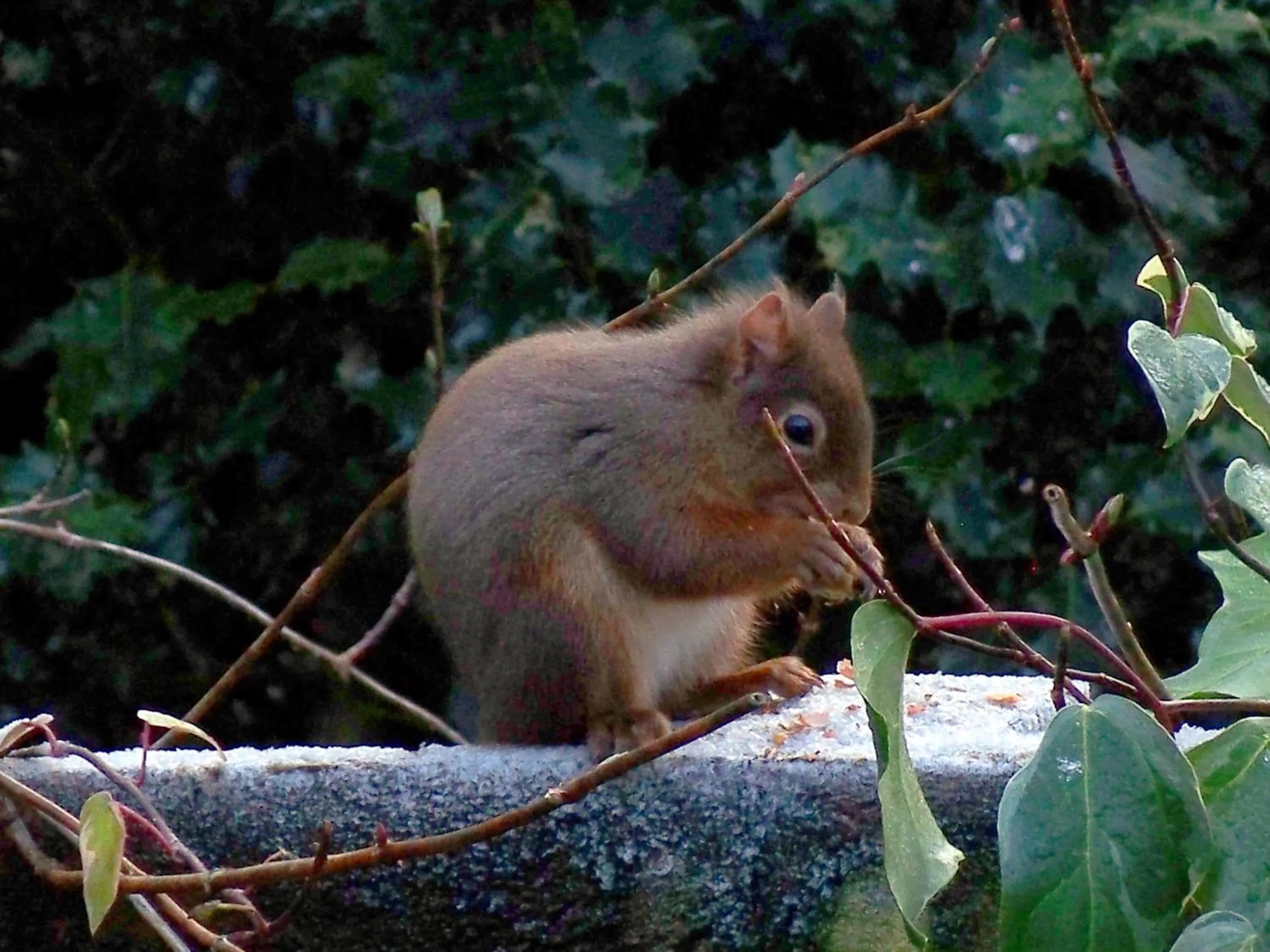 Area and facilities in Loch Leven Hotel & Distillery