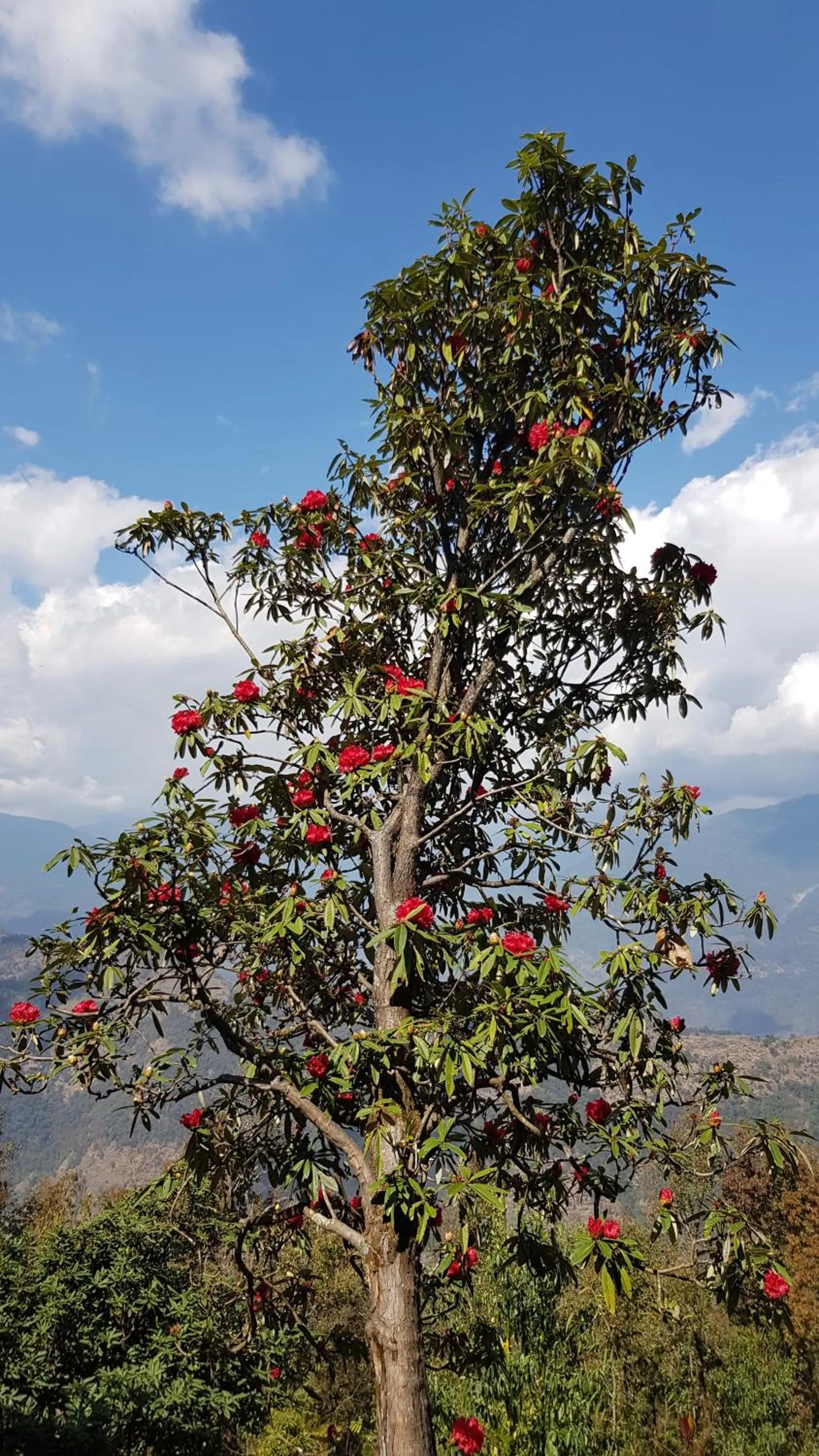 Garden in ES Deurali Resort