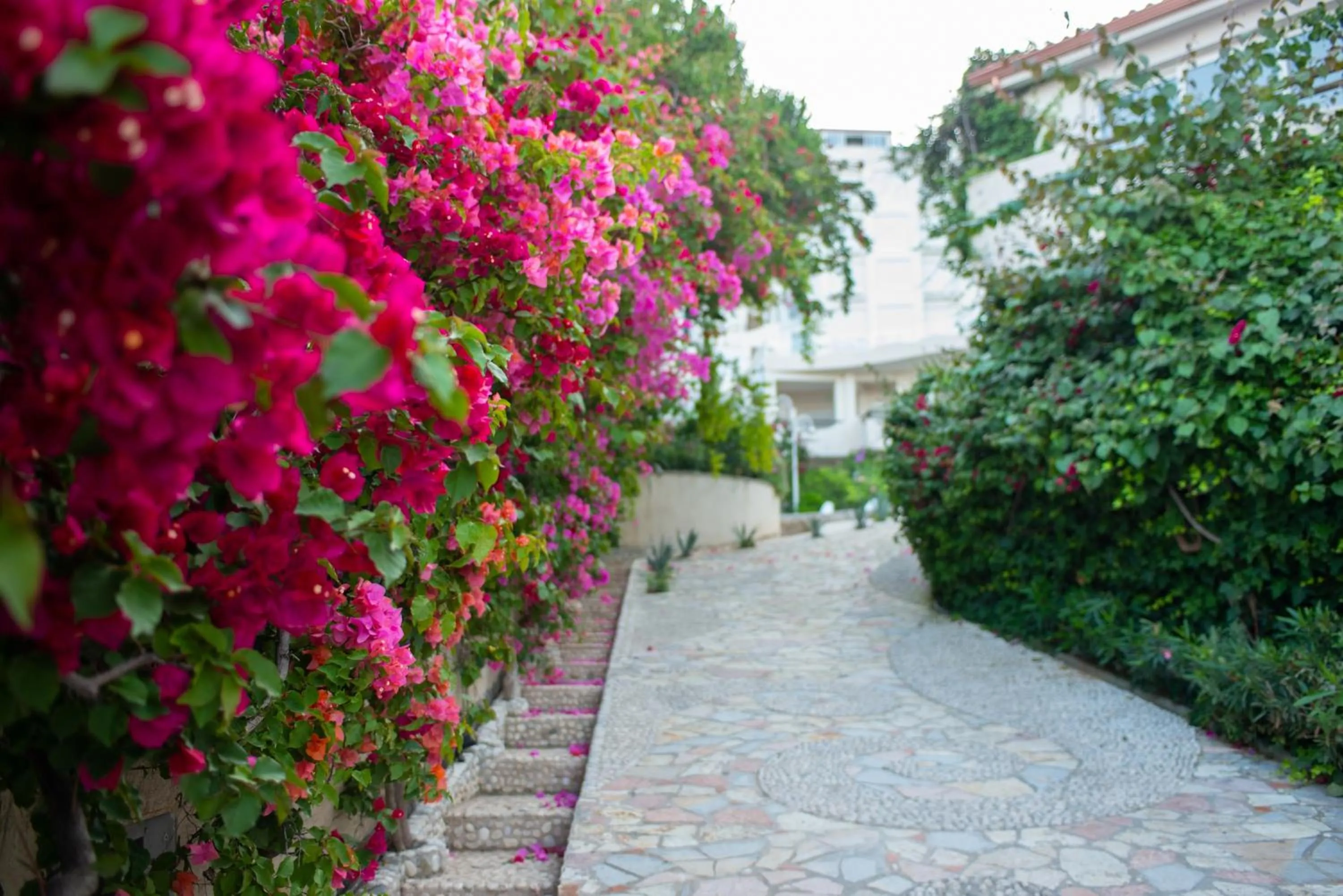 Garden in Bougainville Bay Apartments