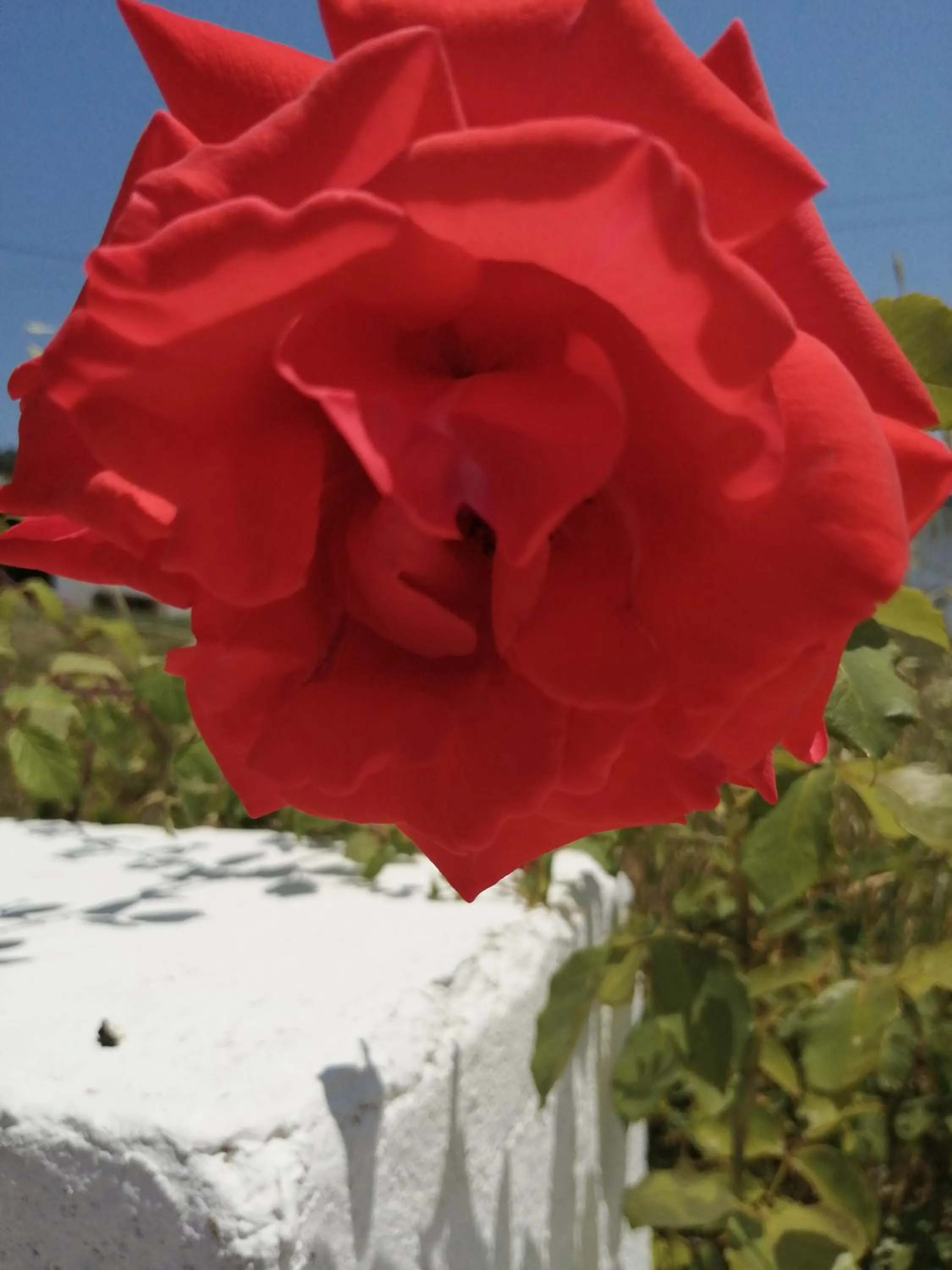 Garden view in BB Silvercoast Casa das Flores