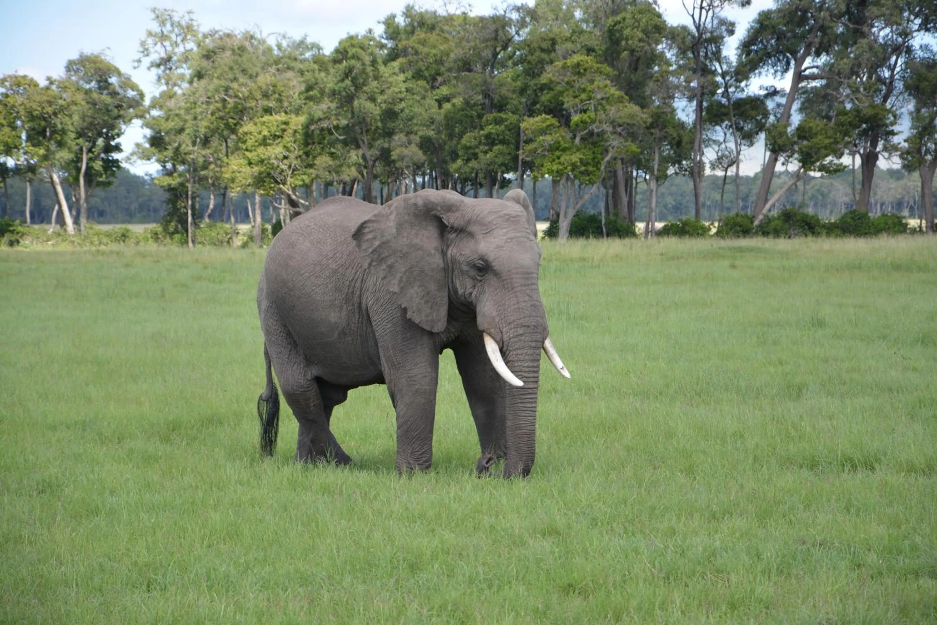 Area and facilities in Neptune Mara Rianta Luxury Camp - All Inclusive.