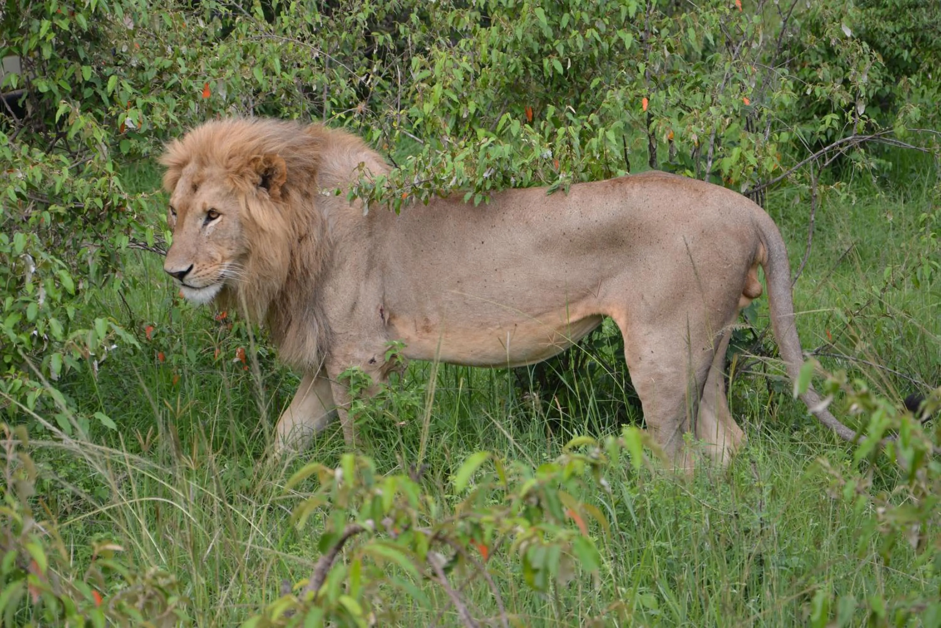 Area and facilities in Neptune Mara Rianta Luxury Camp - All Inclusive.