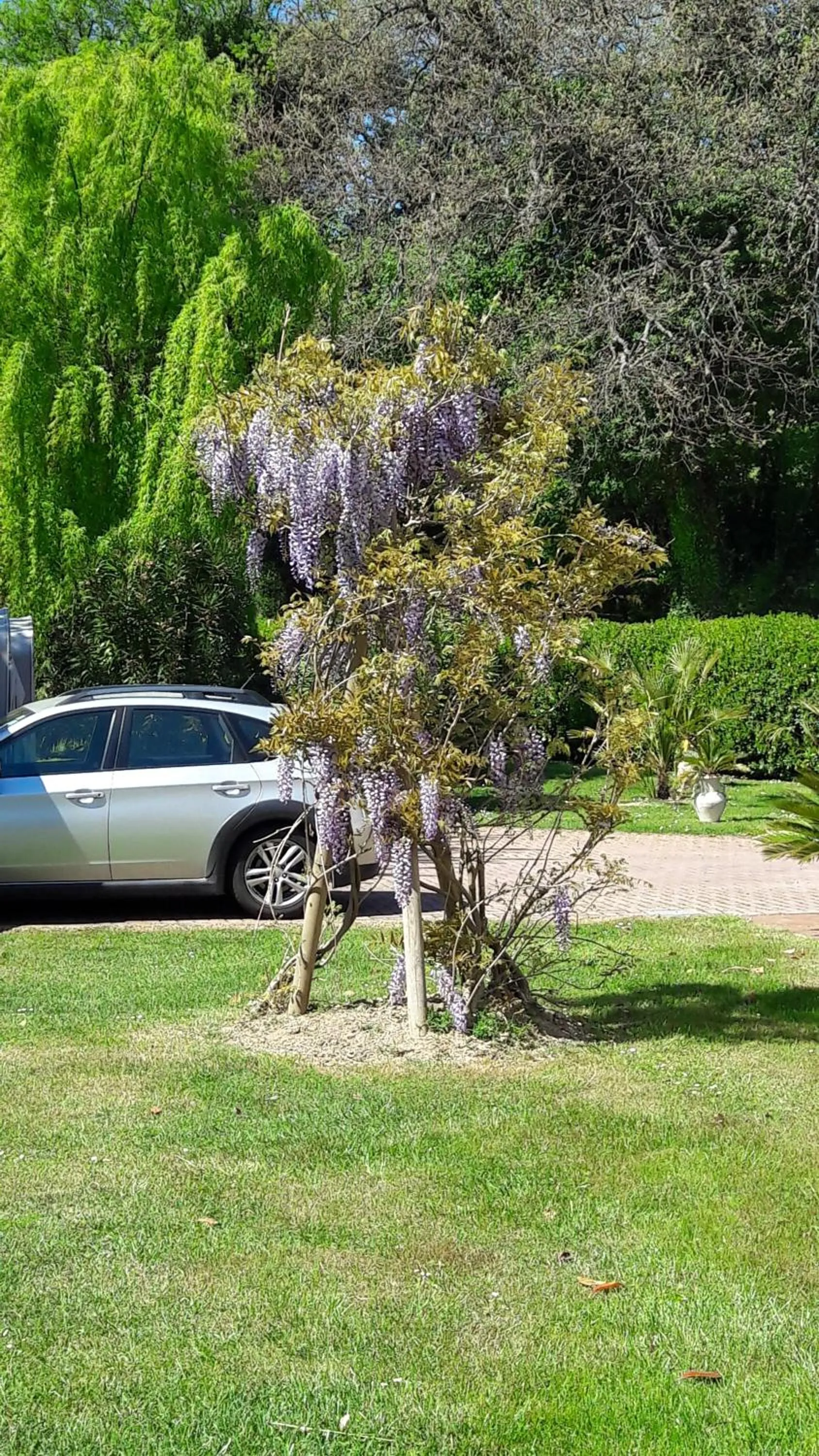 Garden in Villa Fabbri
