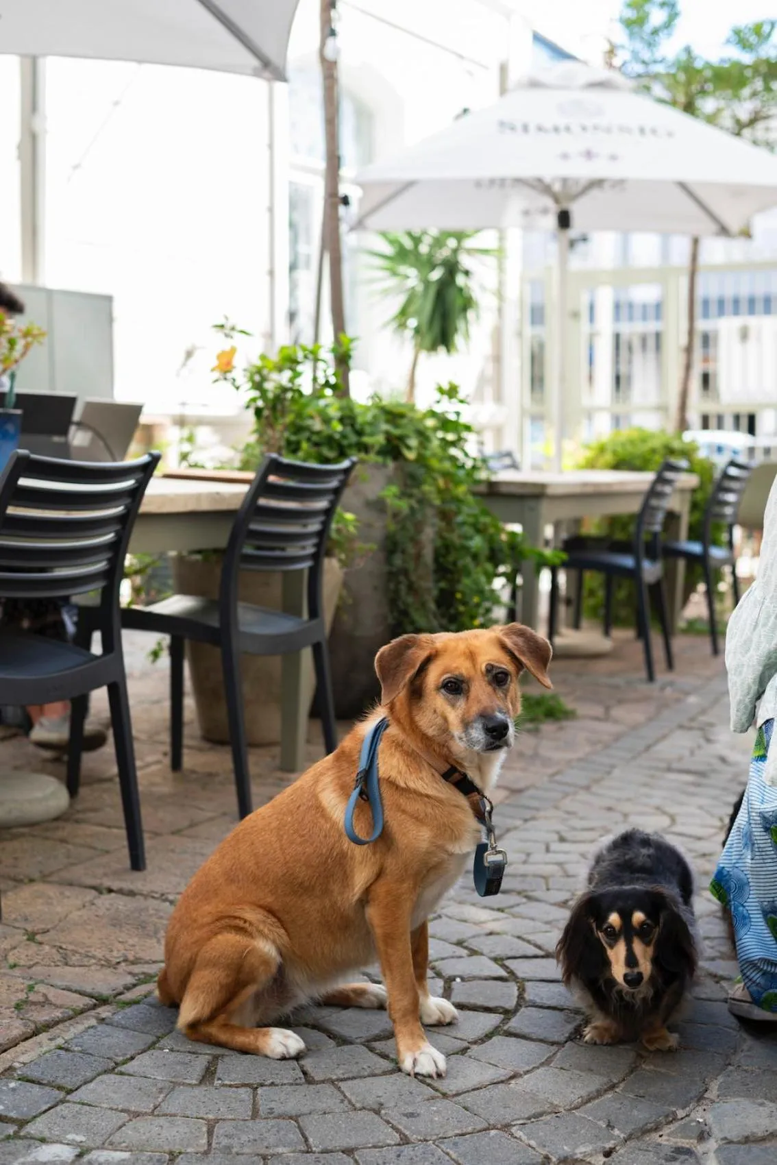 The Willets Boutique Hotel in Simon's Town