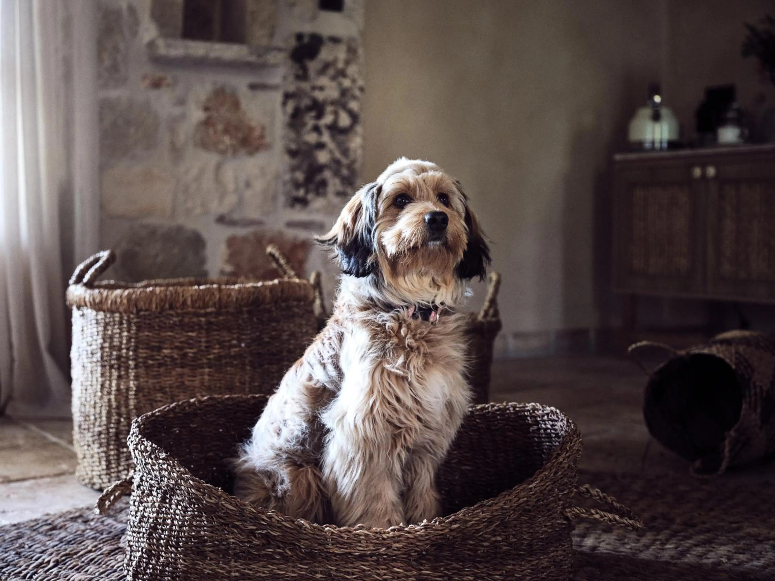 Pets in Leeda's Village