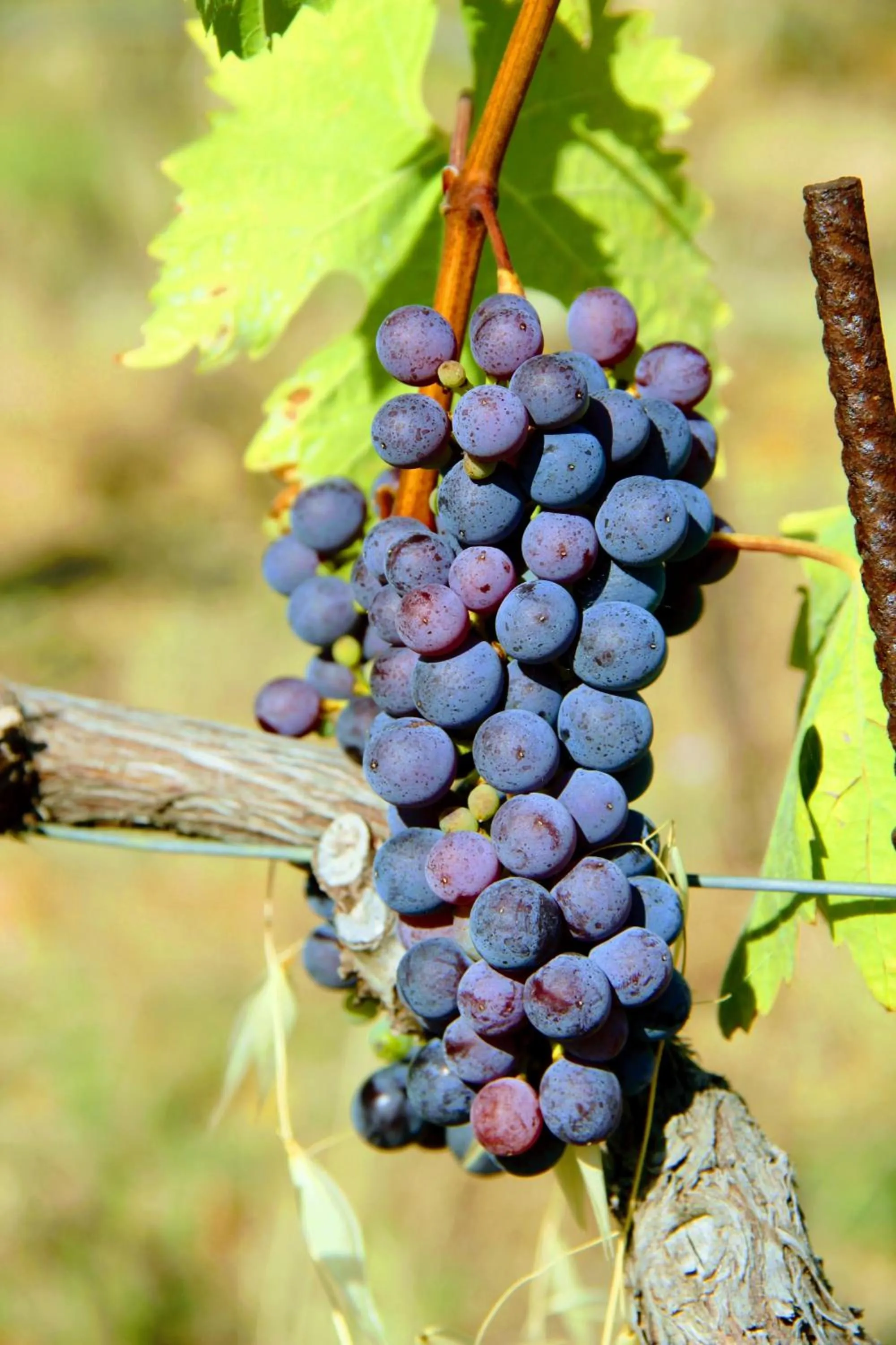 Autumn in Albergo Roma