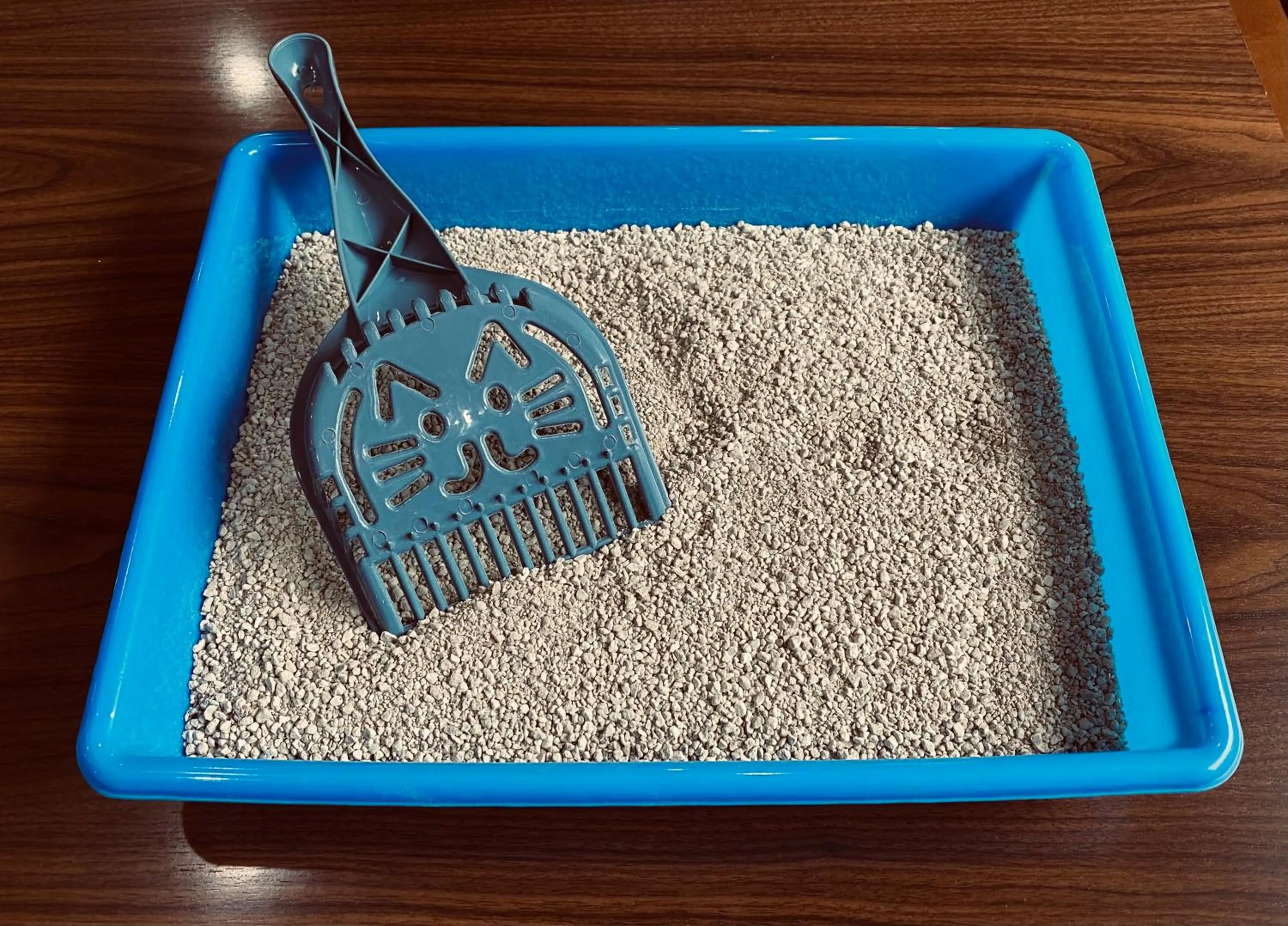 Toilet in Hotel San Lucas