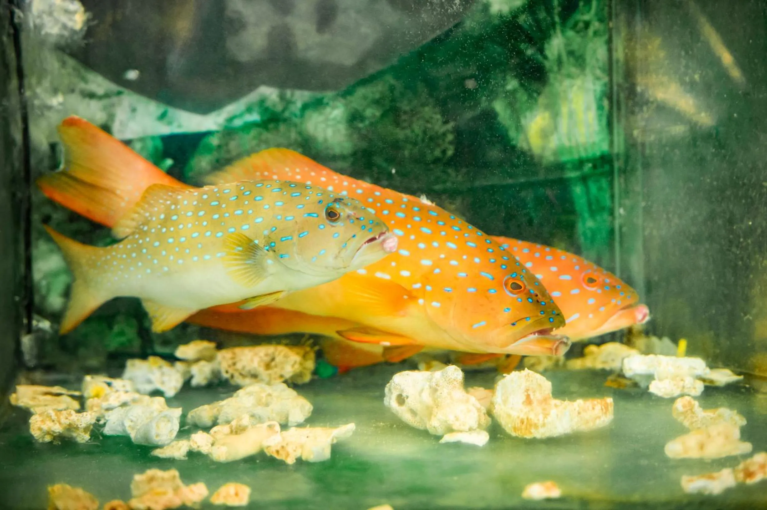 Restaurant/places to eat in Pertama Lodge